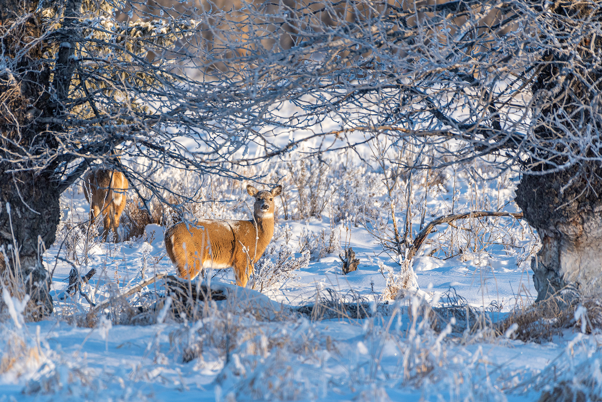 White-tailed Deer at the edge of the Bow River in the Mallard Point area of Fish Creek Provincial Park