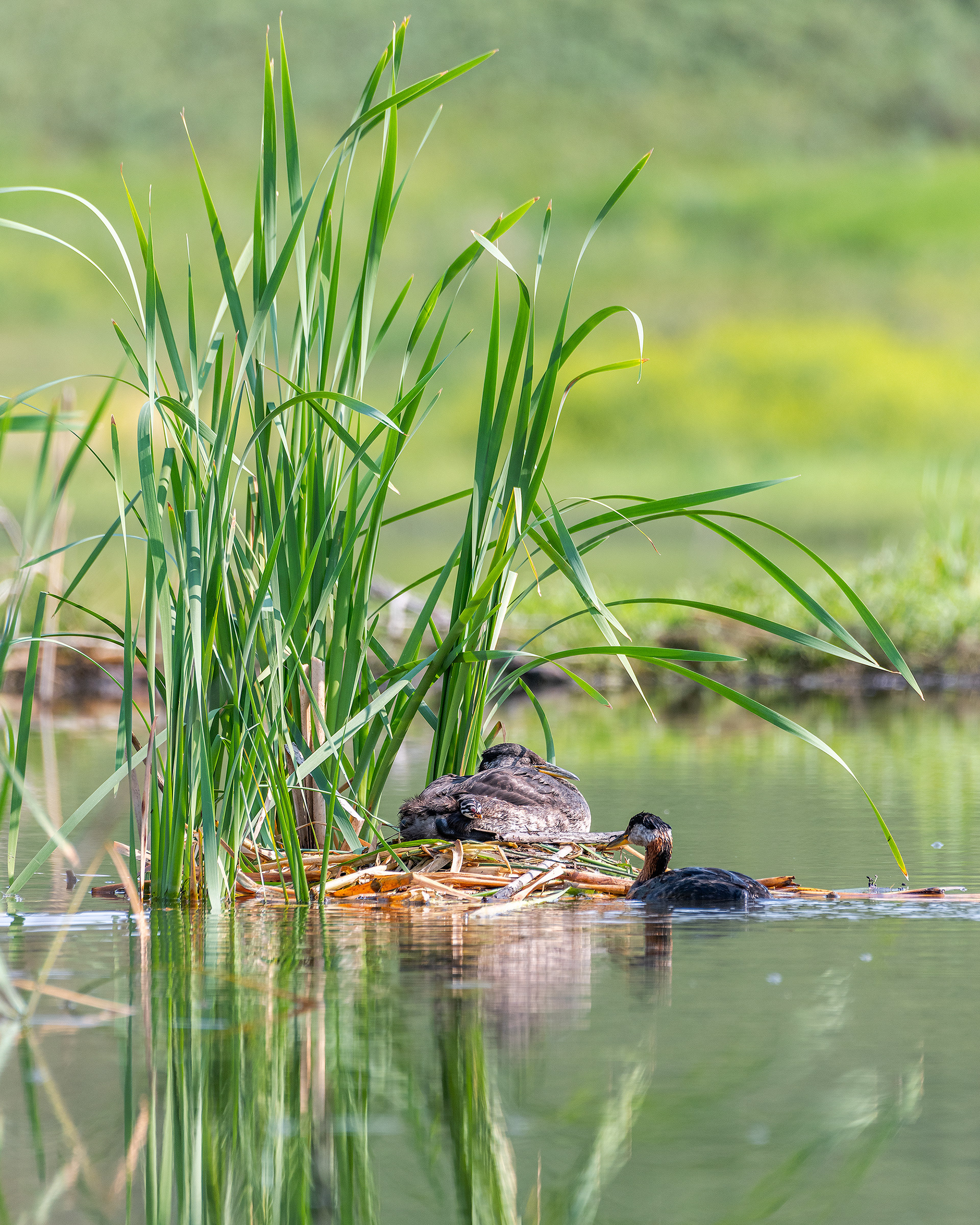 Red-necked Grebe pair at their nest, with one of the two chicks poking its head out from the back of Dad (male on the nest, female feeding the chicks), Marshall Springs - Fish Creek Prov. Park, Calgary, AB