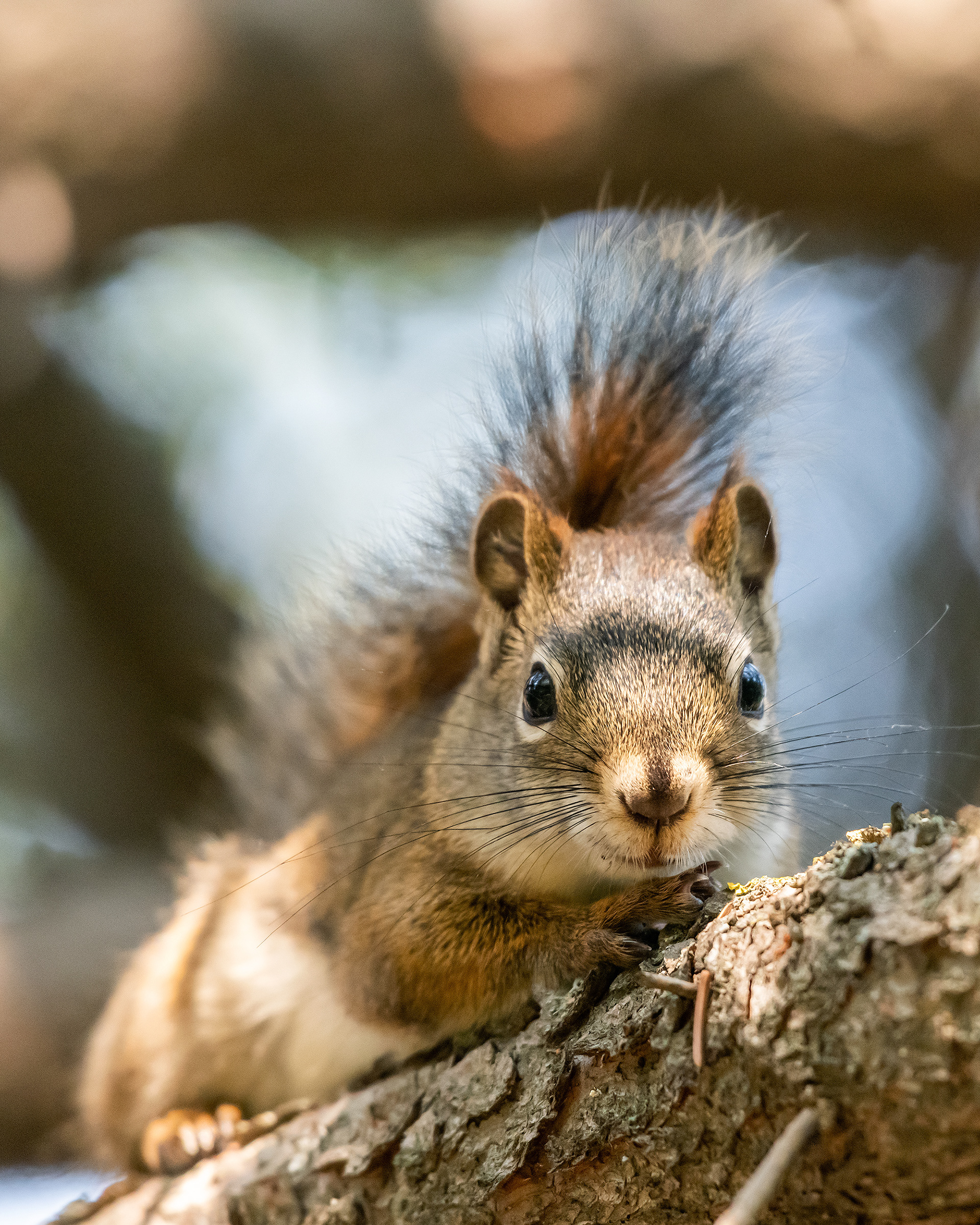 Red Squirrel, Marshall Springs - Fish Creek Prov. Park, Calgary, AB