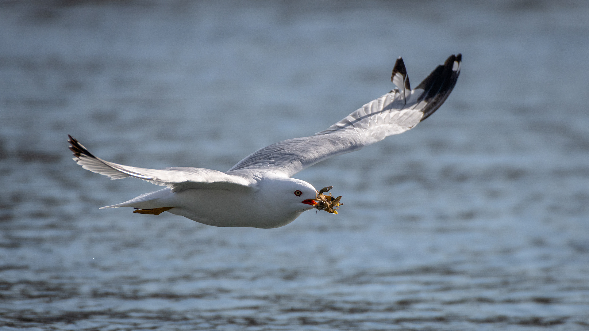 Ring-billed Gull (in flight) with a crayfish, near the Harvie Passage of the Bow River, Pearce Estate Park, Calgary, AB