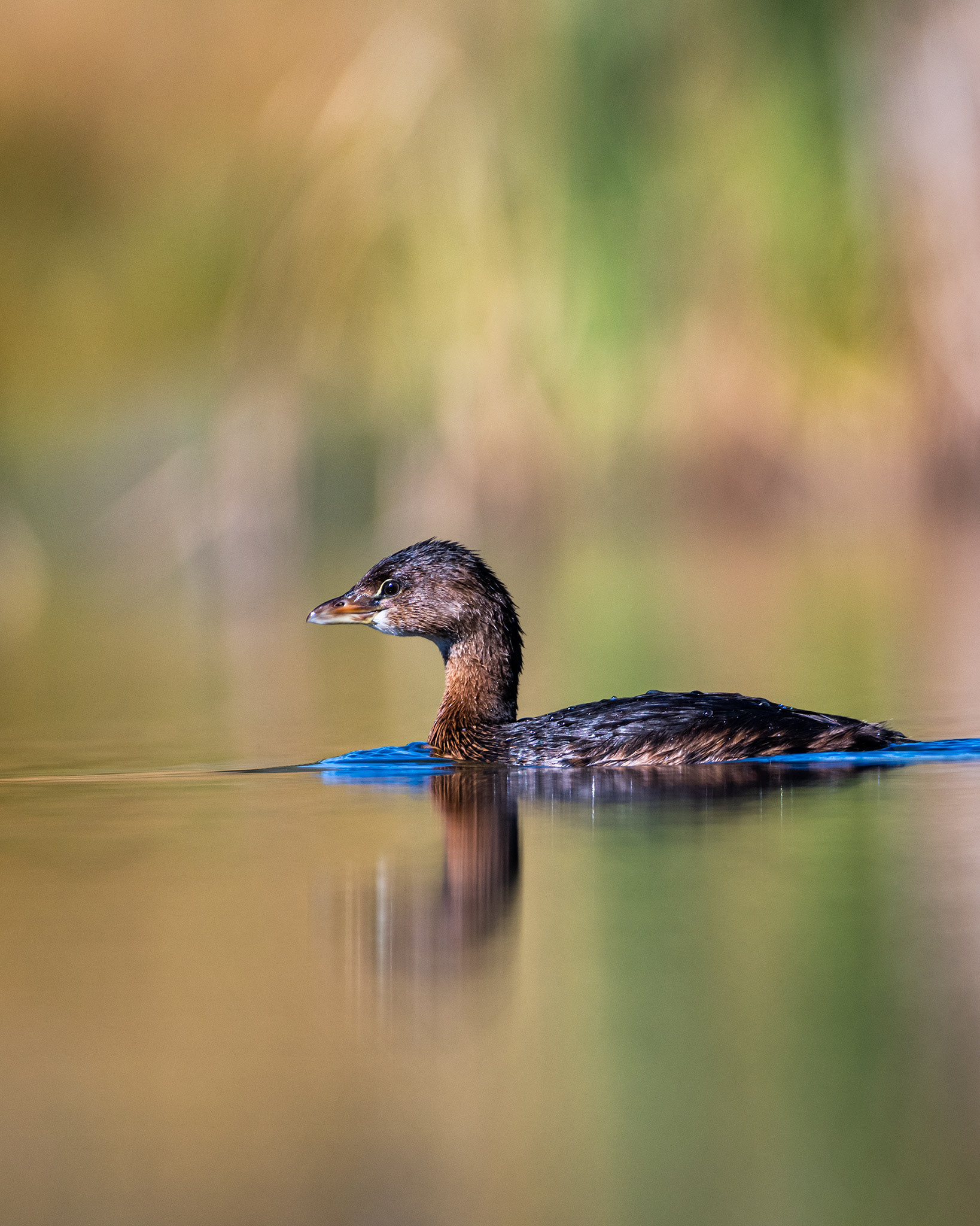 Pied-billed Grebe (non-breeding plumage), Marshall Spring ponds, Fish Creek Provincial Park, Calgary, AB - September 25th
