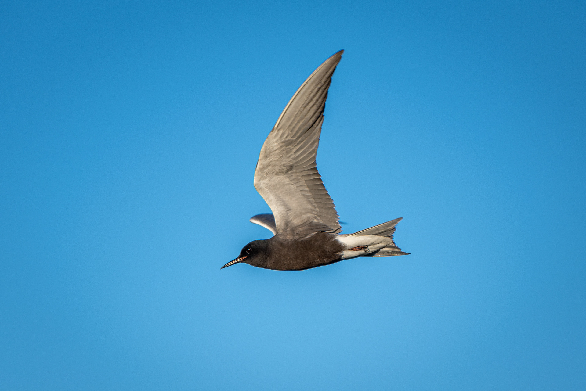 Black Tern (in flight), Marshall Springs ponds, Fish Creek Provincial Park, Calgary, AB