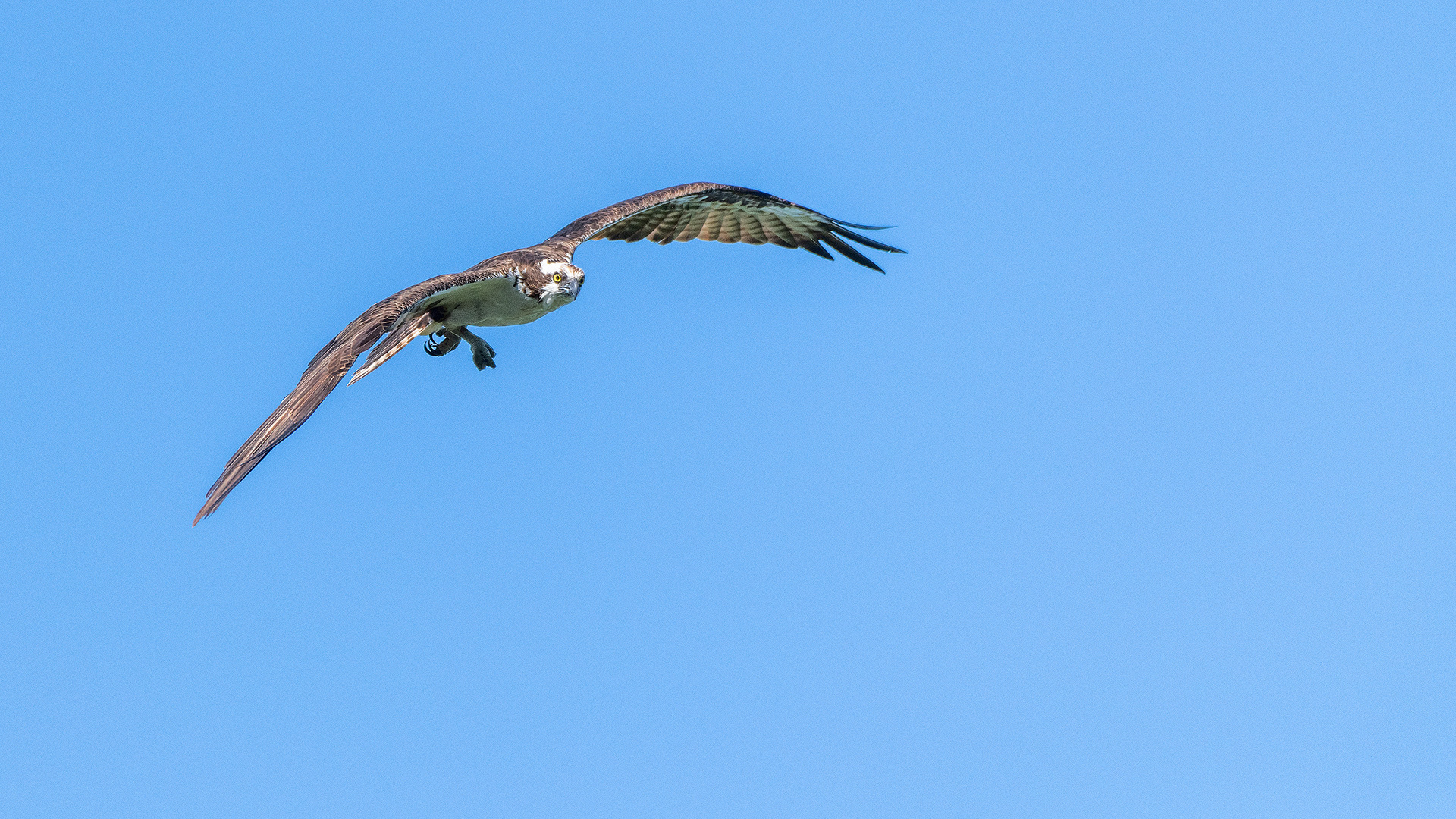 Osprey in flight, Marshall Springs - Fish Creek Prov. Park, Calgary, AB