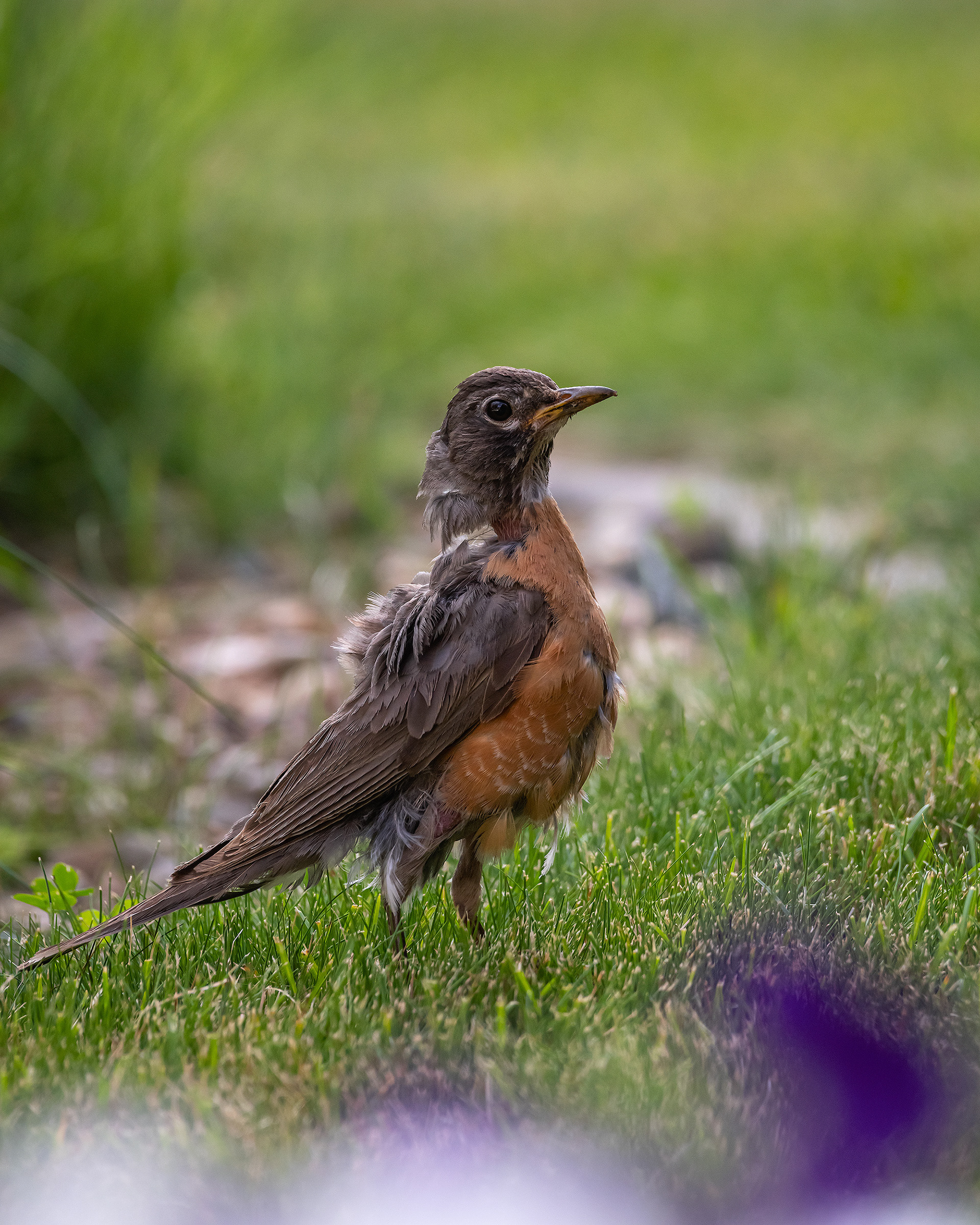 American Robin (female), Bridlewood, Calgary, AB