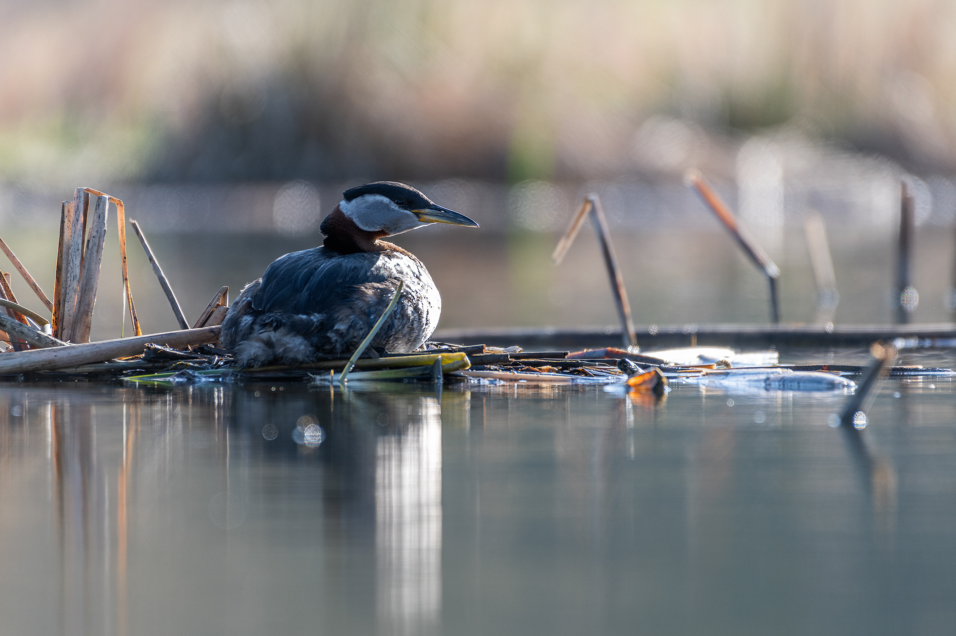 Red-necked Grebe on a nest at Marshall Springs, Fish Creek Provincial Park, Calgary, Alberta