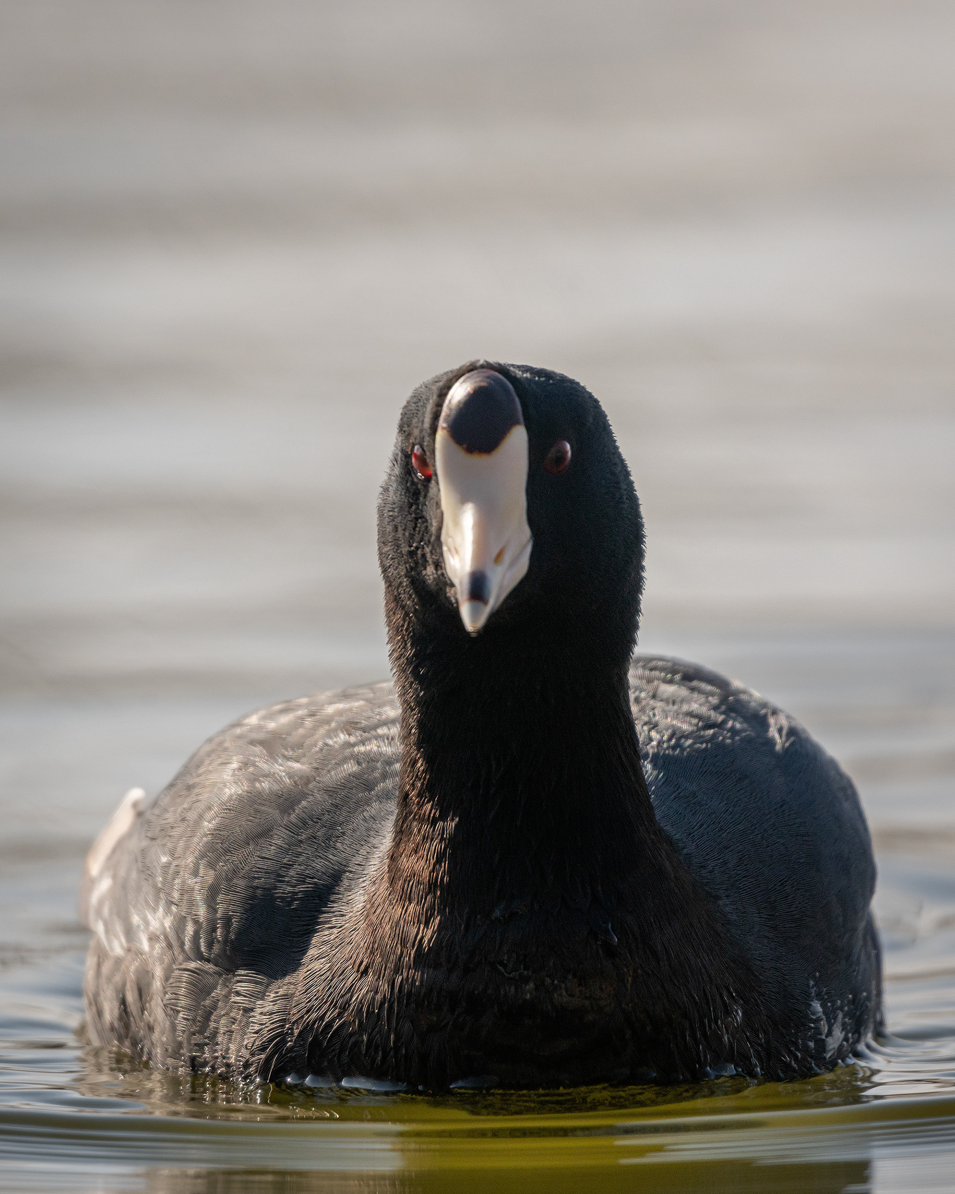American Coot, Bridlewood Wetlands Park, Calgary, AB