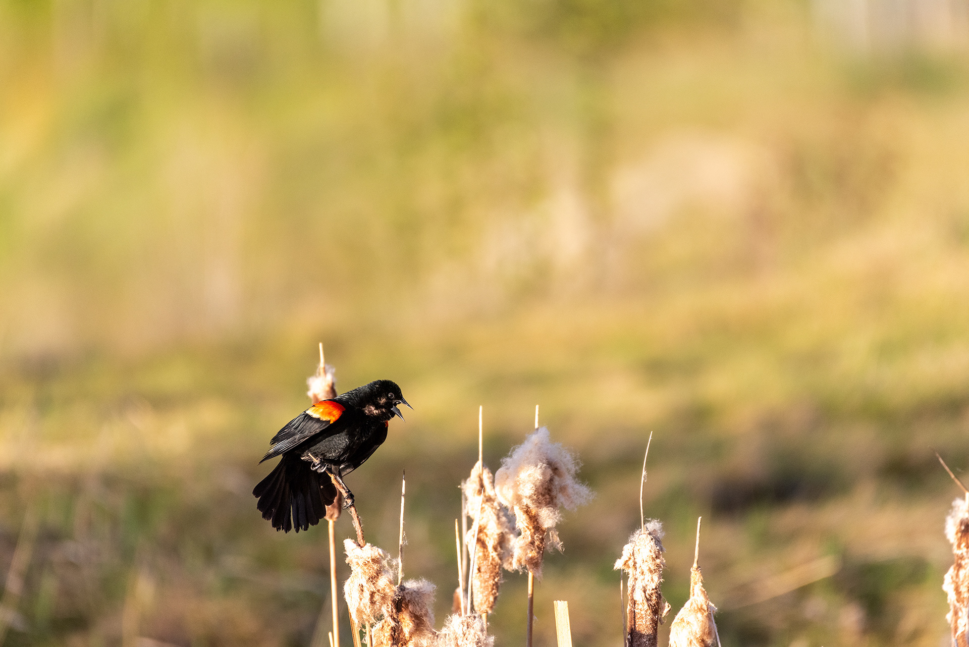 Red-winged Blackbird, Marshall Springs, Fish Creek Provincial Park, Calgary, Alberta