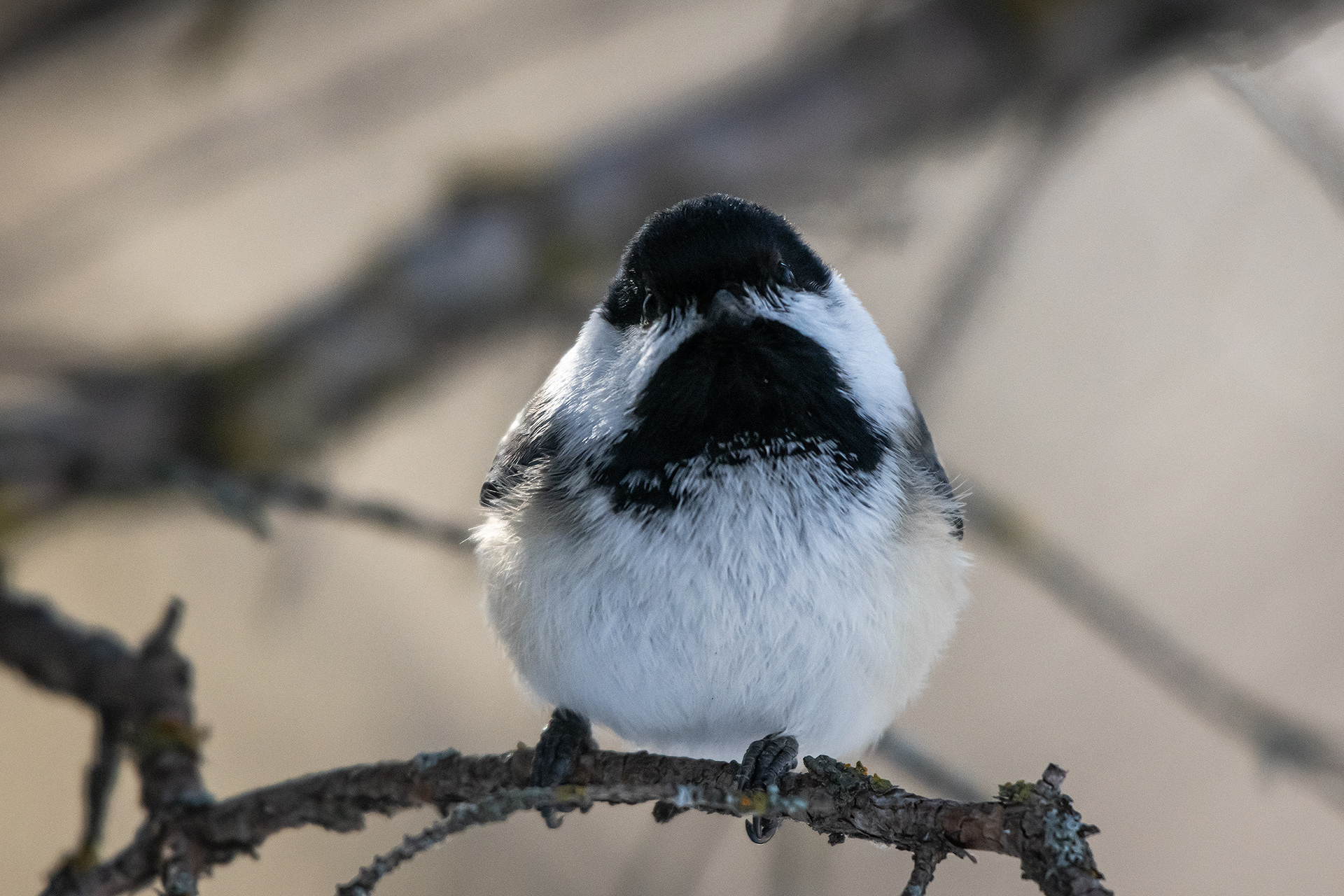 Black-capped Chickadee, near the Marshall Springs area of Fish Creek Provincial Park, Calgary, AB