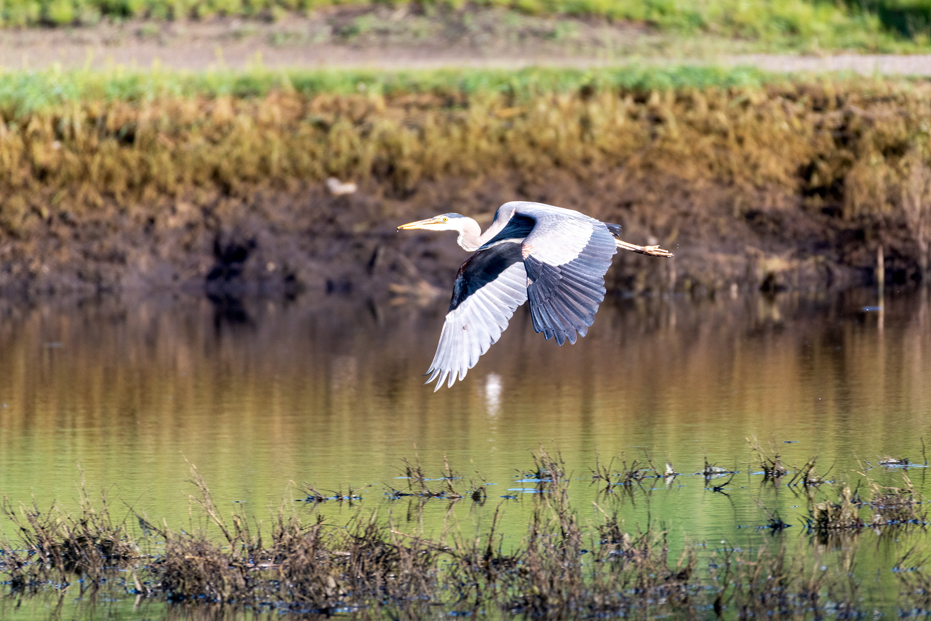 Great Blue Heron (in flight, side view)