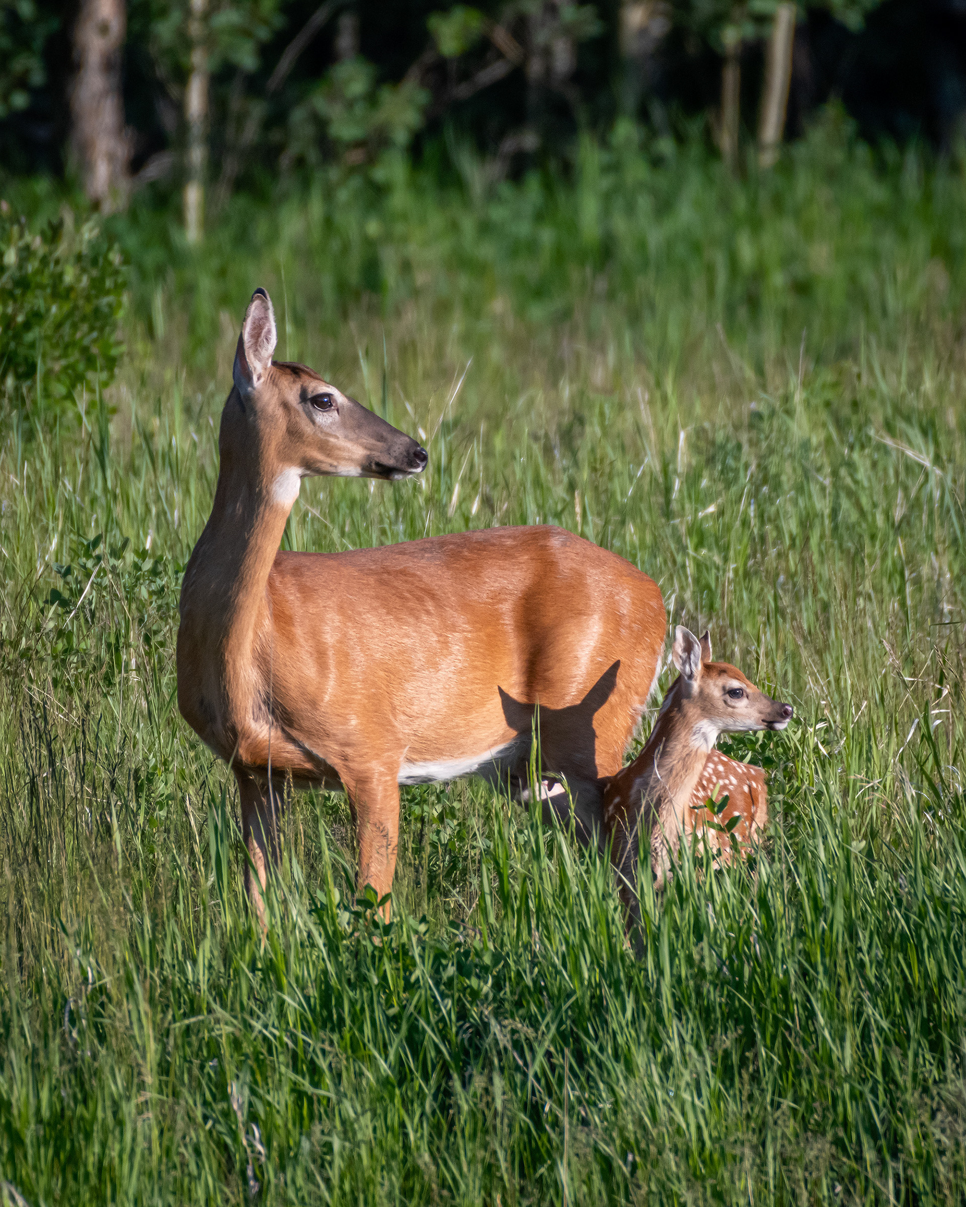 White-tailed Deer with fawn, Marshall Springs ponds, Fish Creek Provincial Park, Calgary, AB