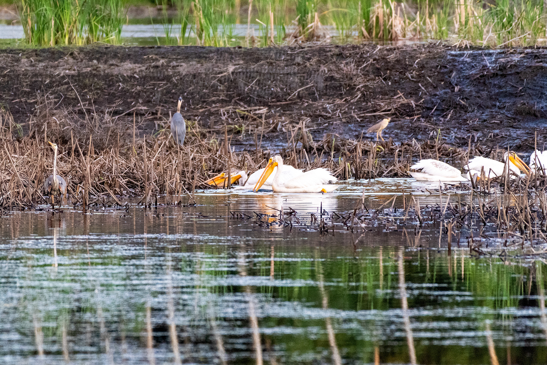 American White Pelicans feeding, Great Blue Herons, Black-crowned Night-Heron
