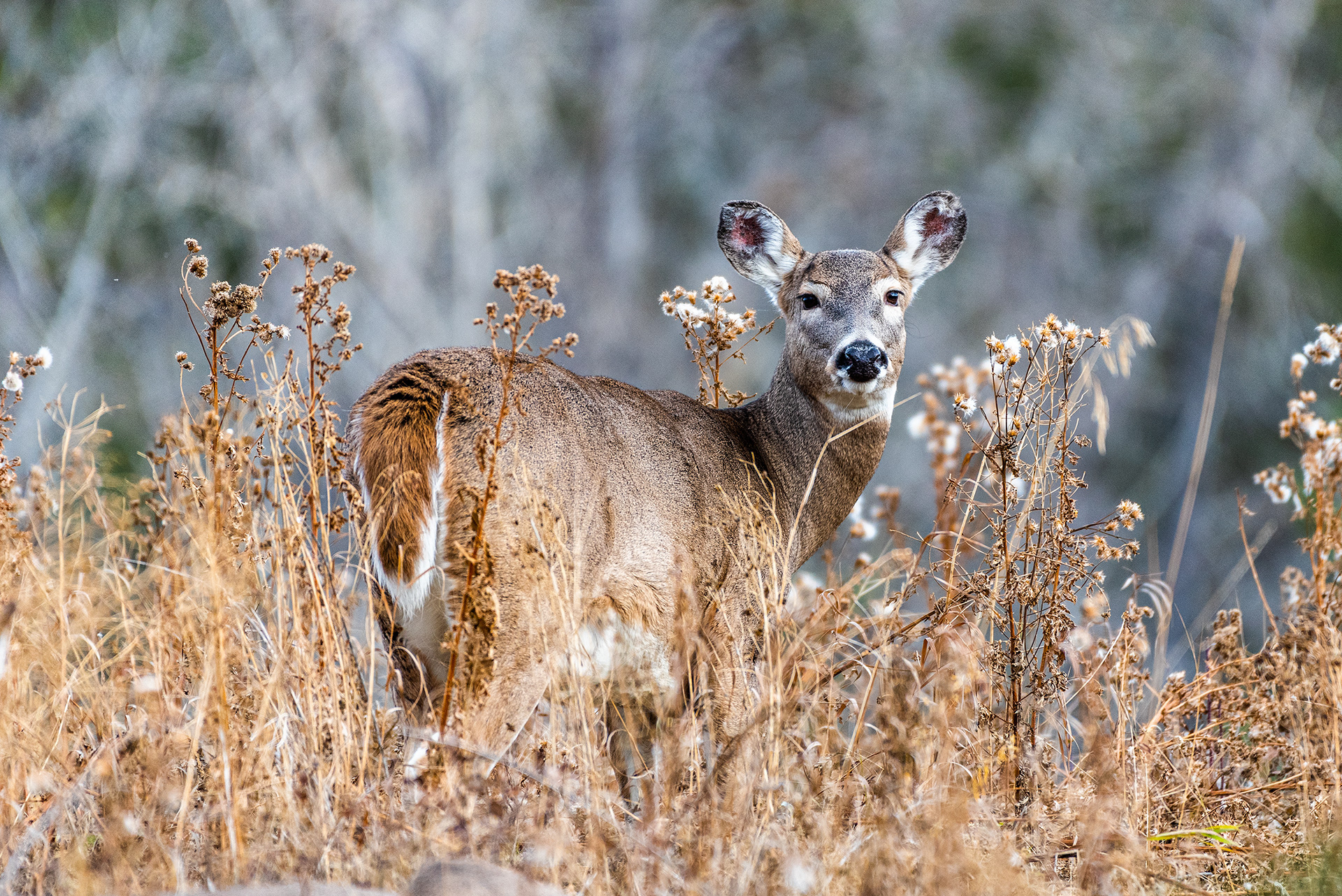 White-tailed Deer near the Marshall Springs ponds in Fish Creek Provincial Park