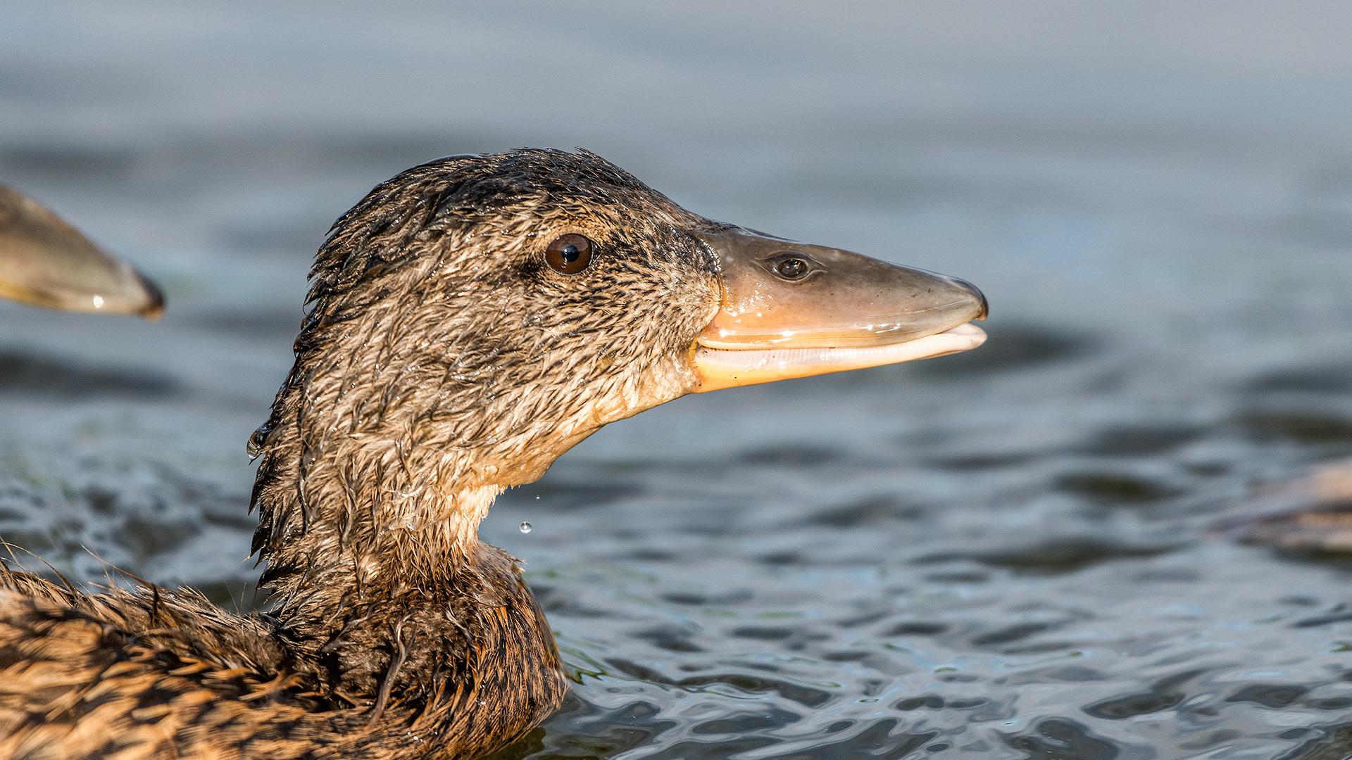 Mallard (immature) close up, Marshall Springs, Fish Creek Prov. Park, Calgary, AB