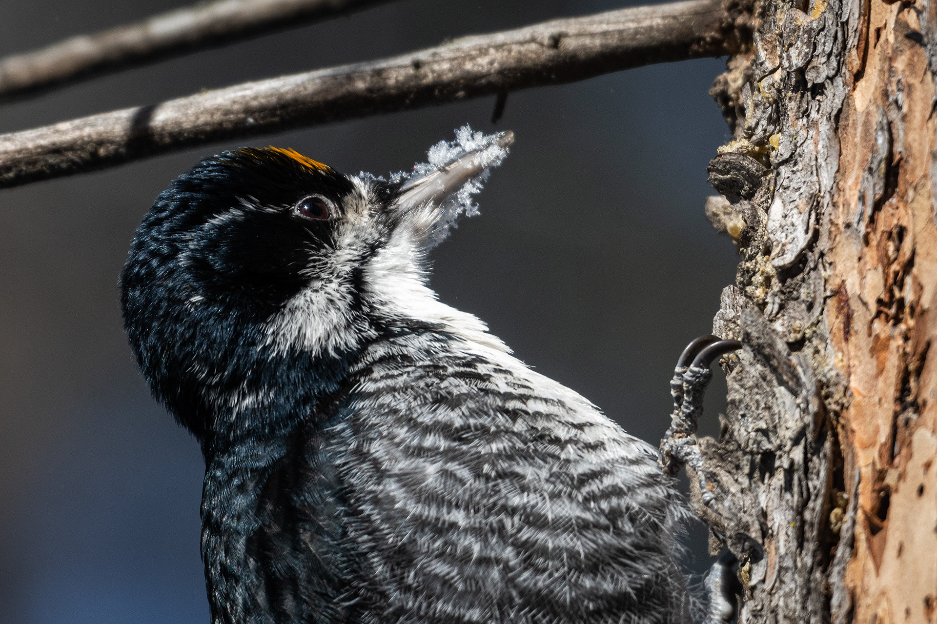 Black-backed Woodpecker (male), near the Marshall Springs area of Fish Creek Provincial Park, Calgary, AB