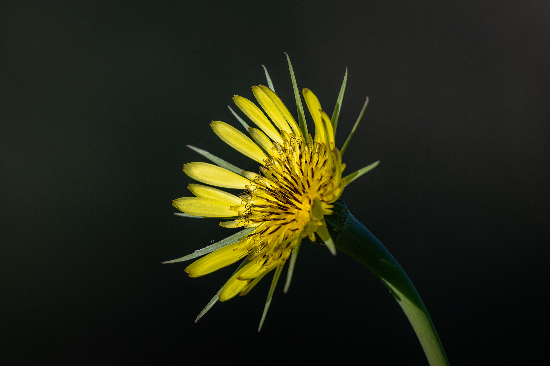 Flower, Marshall Springs area, Fish Creek Provincial Park, Calgary, AB