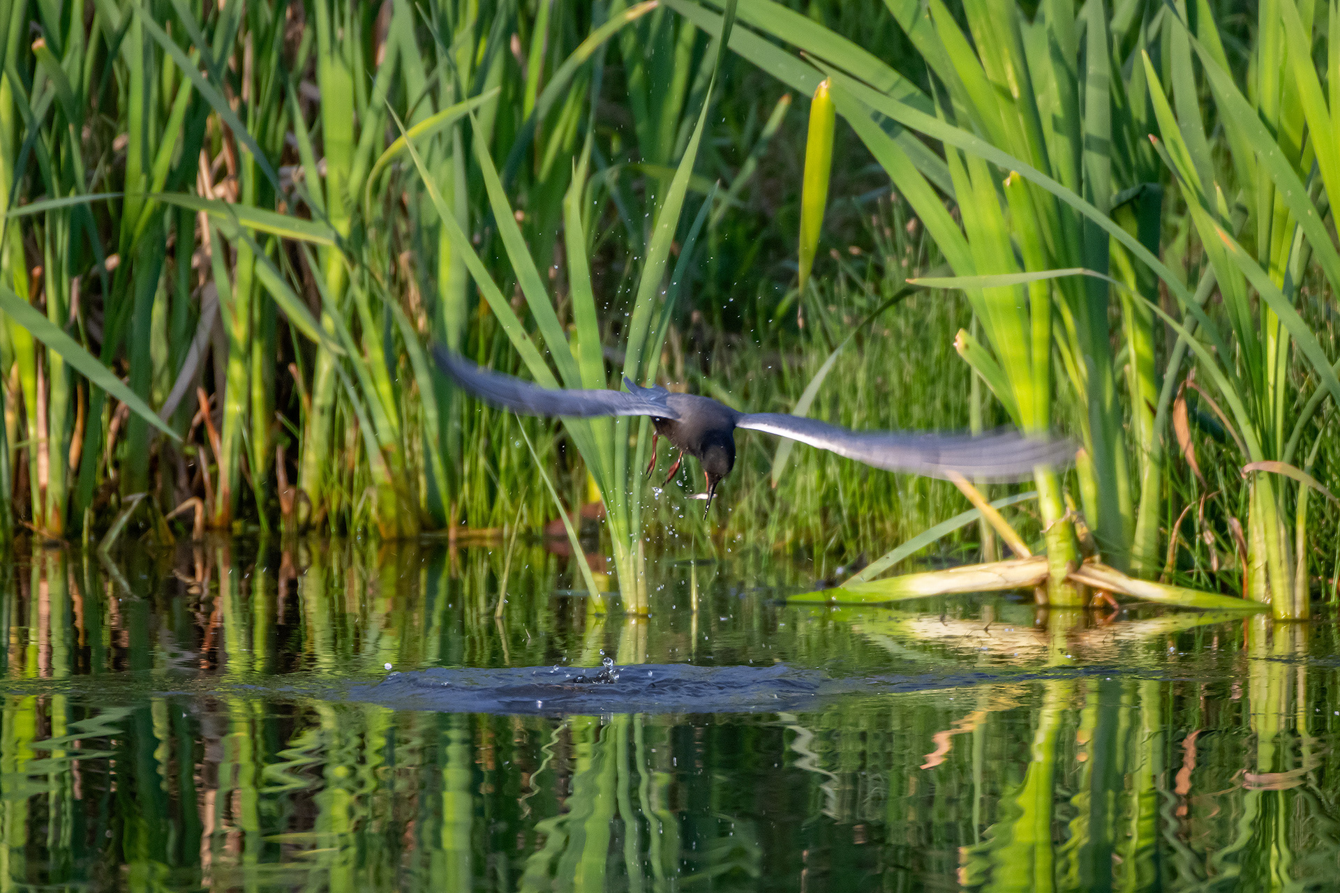 Black Tern (in flight) with a small fish, Marshall Springs ponds, Fish Creek Provincial Park, Calgary, AB