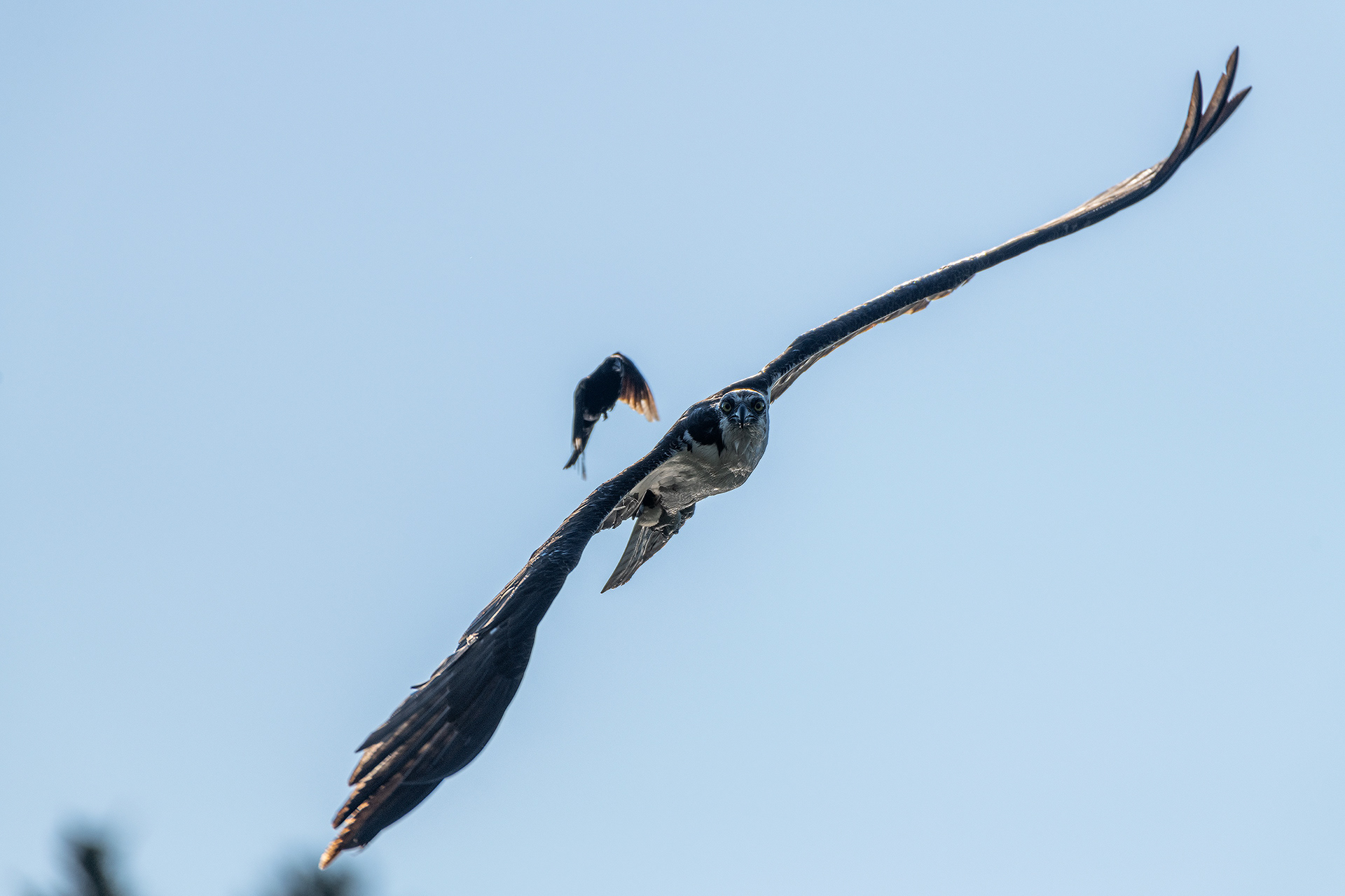Osprey (in flight) being pestered by a male Red-winged Blackbird (in flight), Marshall Springs - Fish Creek Prov. Park, Calgary, AB
