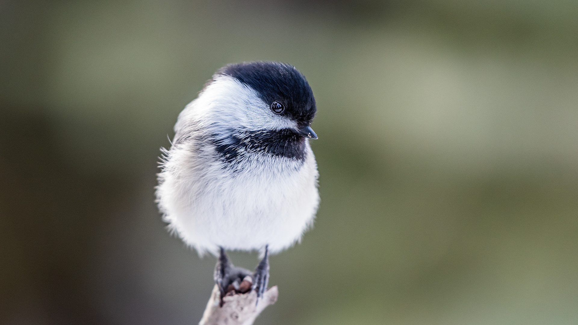 Black-capped Chickadee near Marshall Springs in Fish Creek Provincial Park