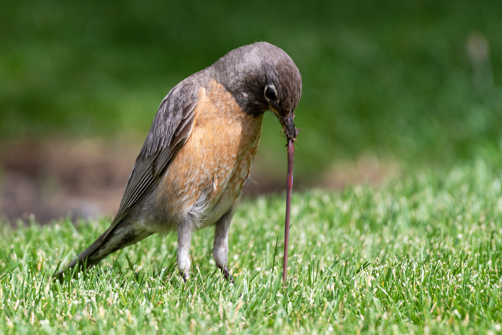 American Robin yanks a worm from the ground