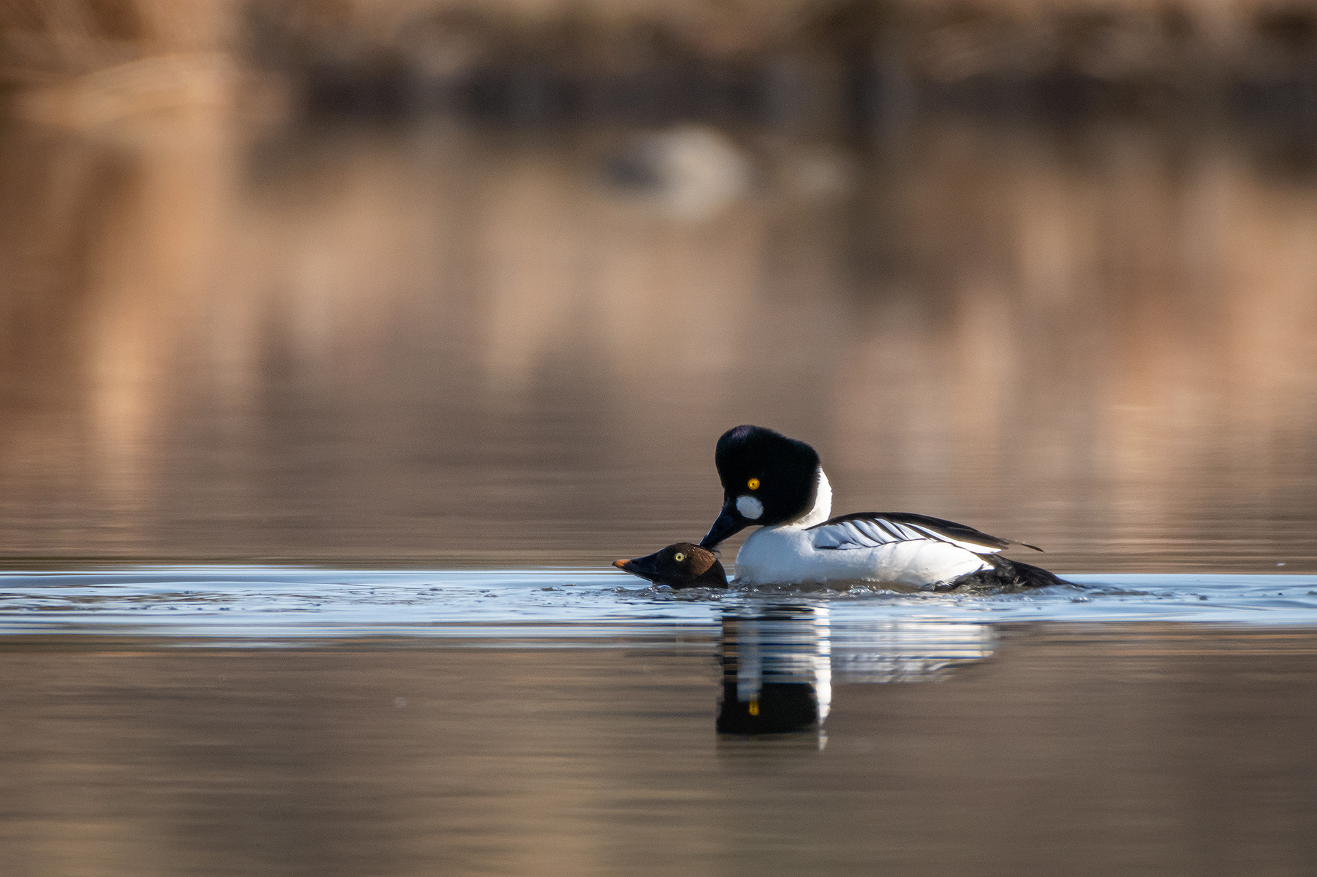 Common Goldeneye pair mating, Marshall Springs, Fish Creek Provincial Park, Calgary, AB