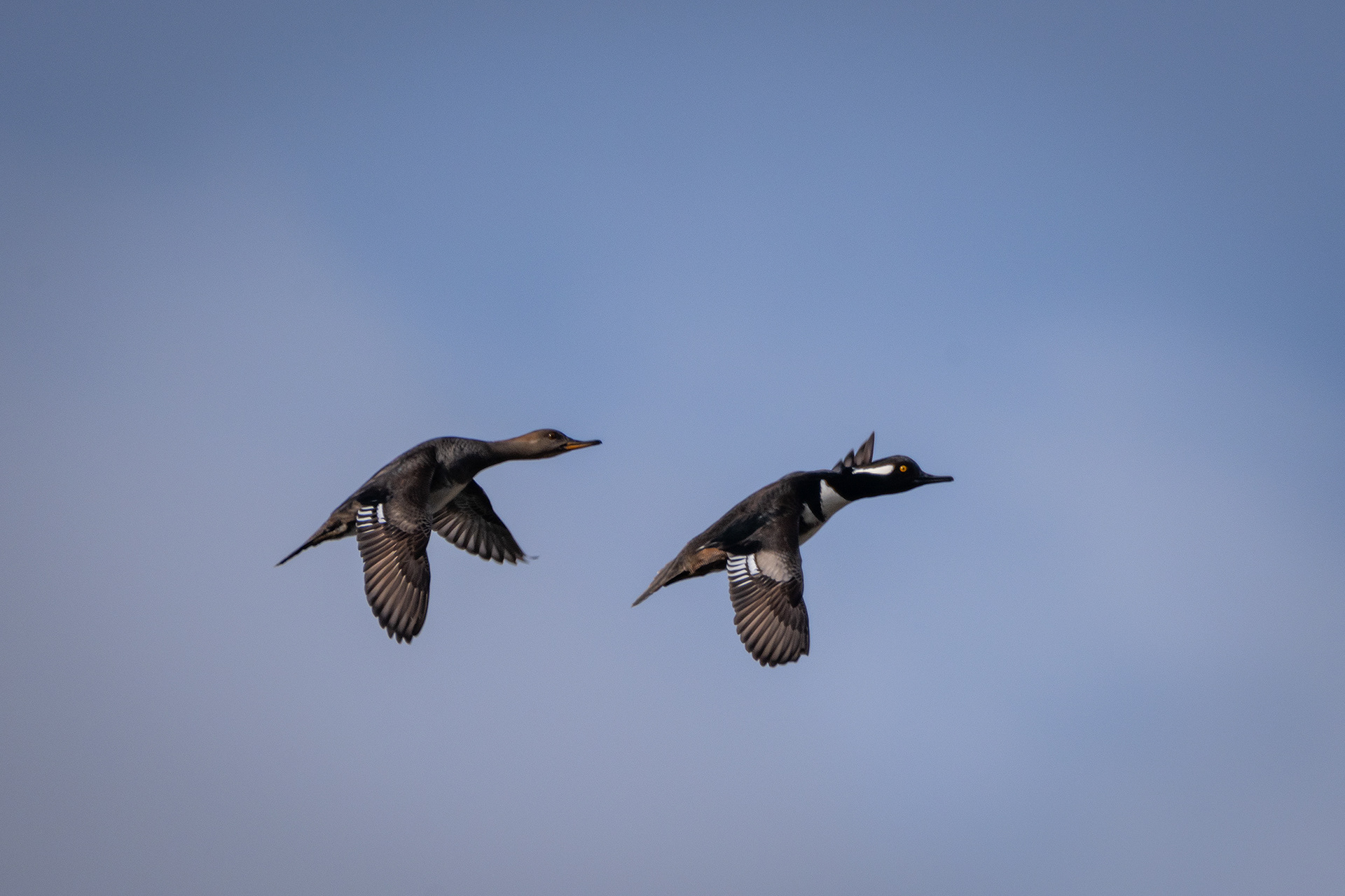 Hooded Merganser pair (in flight), Marshall Springs, Fish Creek Provincial Park, Calgary, AB