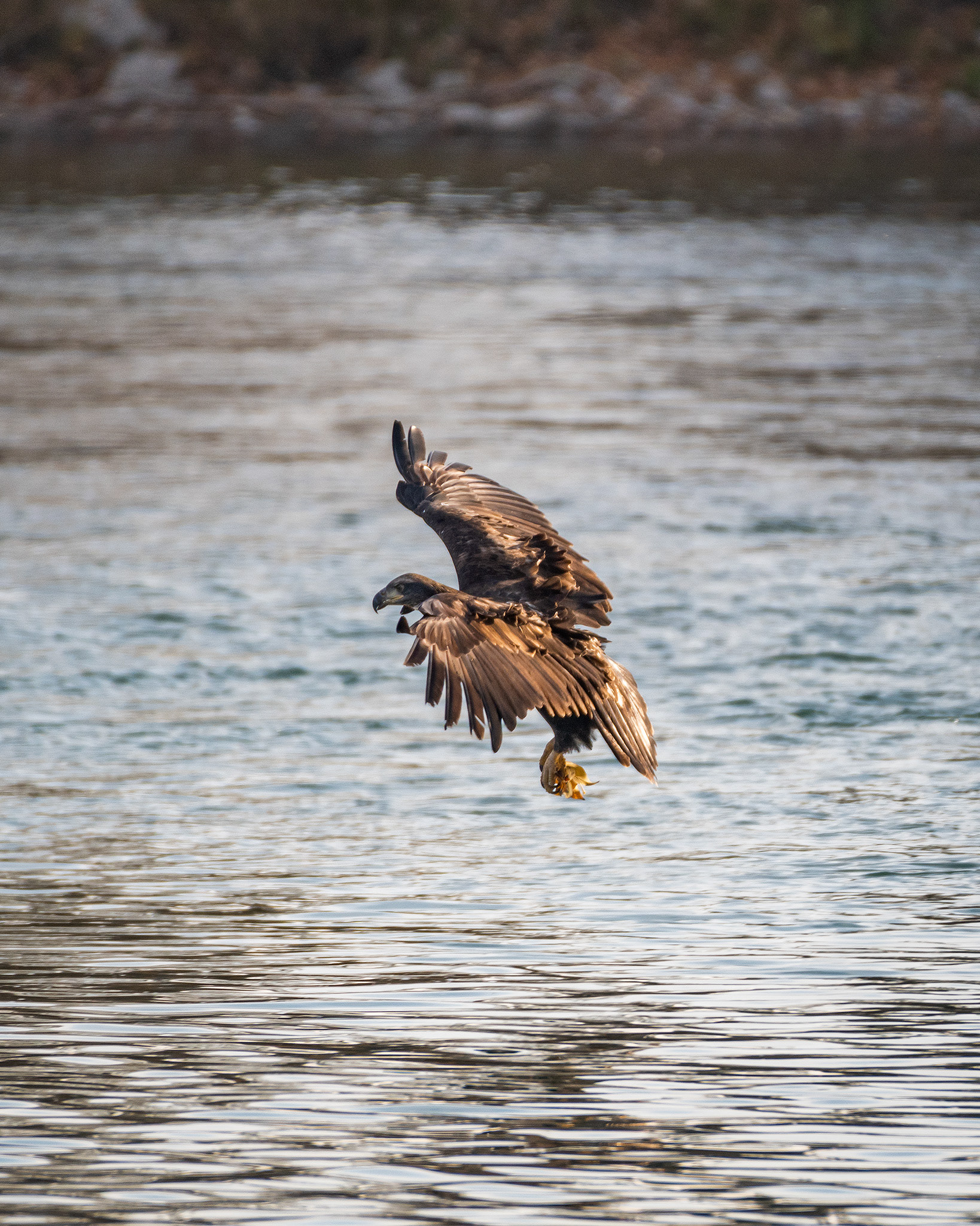 Eagle (in flight), Inglewood Bird Sanctuary, Calgary, AB - October 19th