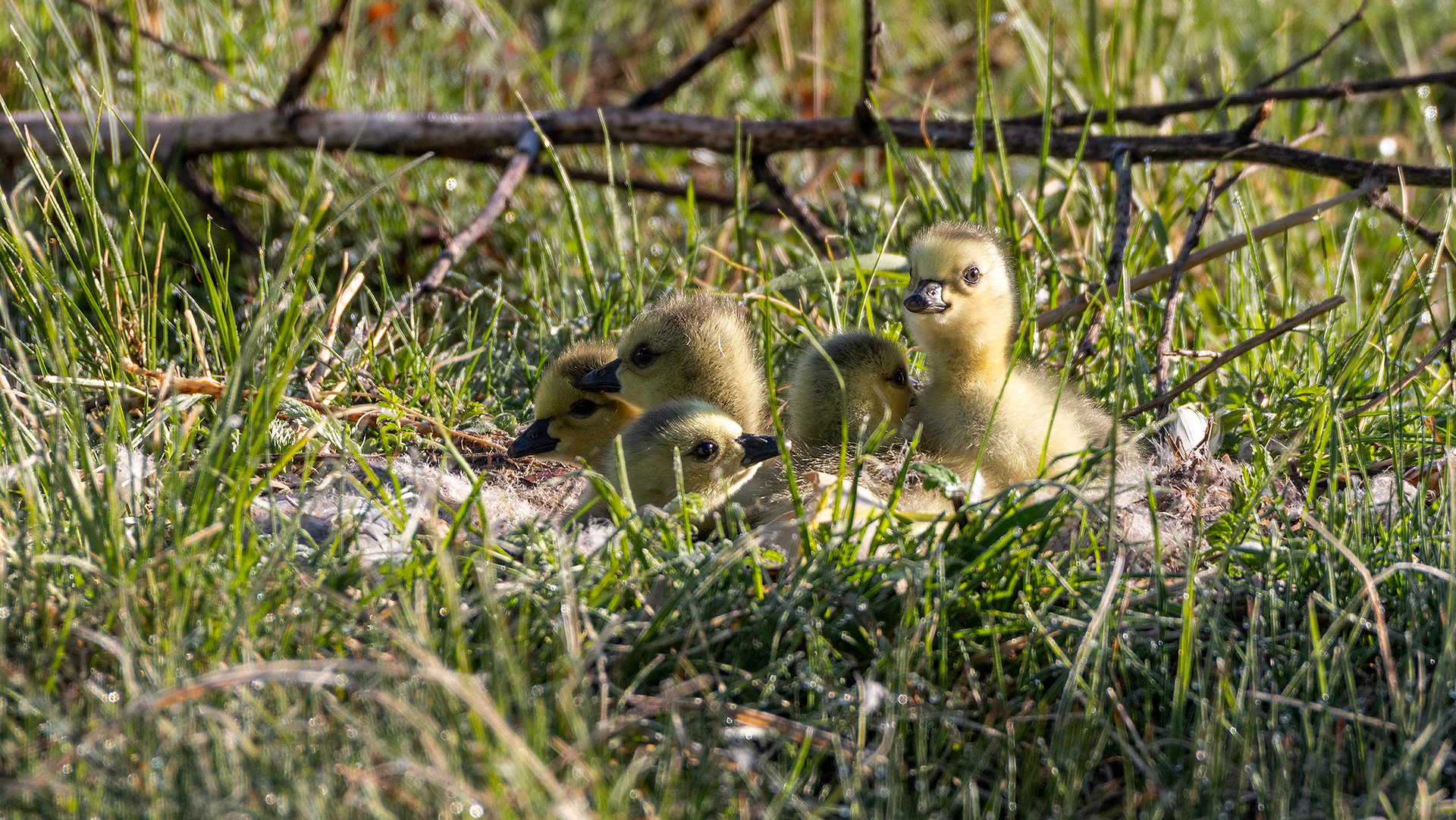 Canada Goose goslings, Inglewood Bird Sanctuary & Nature Centre, Calgary, Alberta