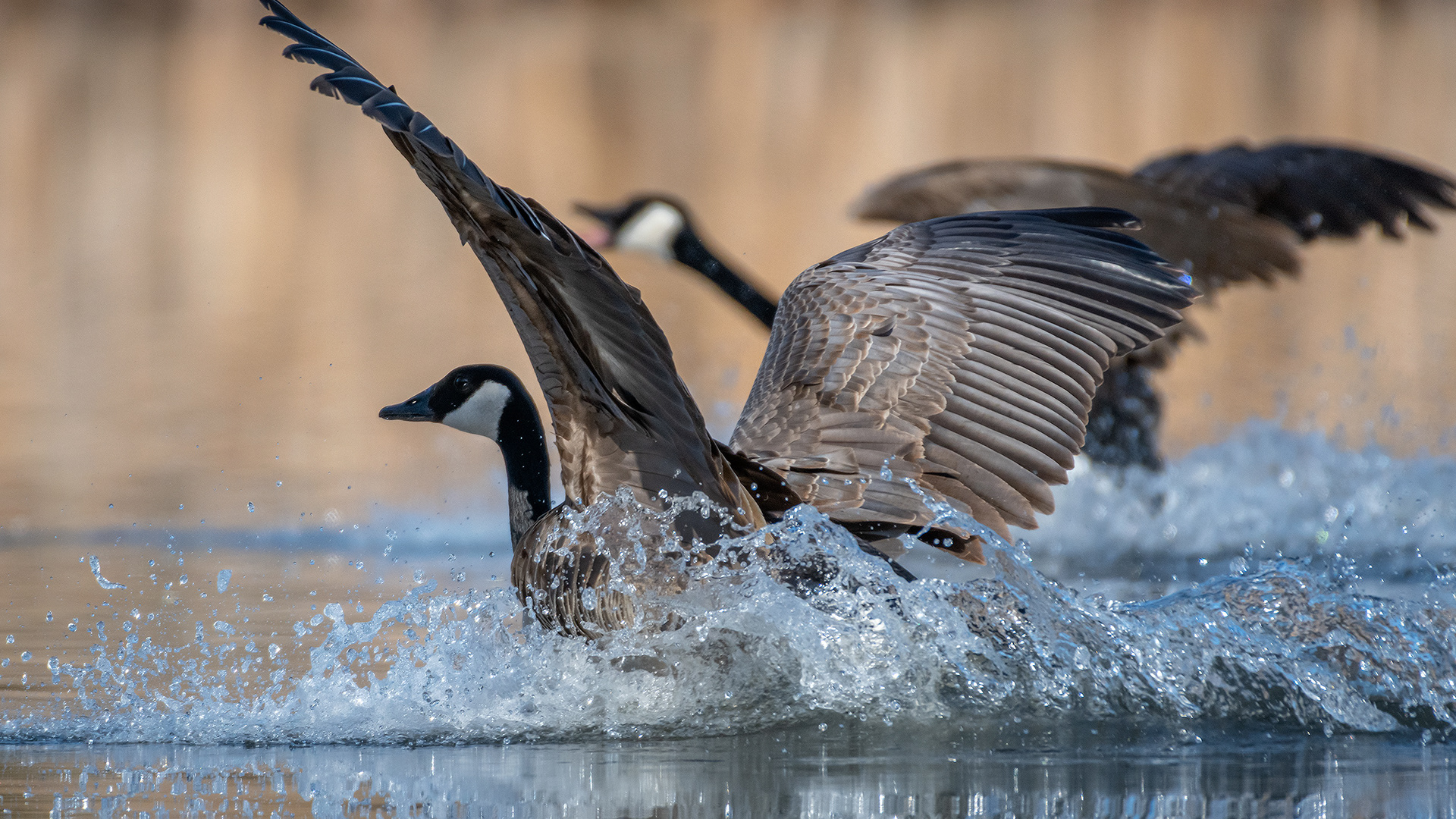 Canada Geese, Marshall Springs, Fish Creek Provincial Park, Calgary, AB