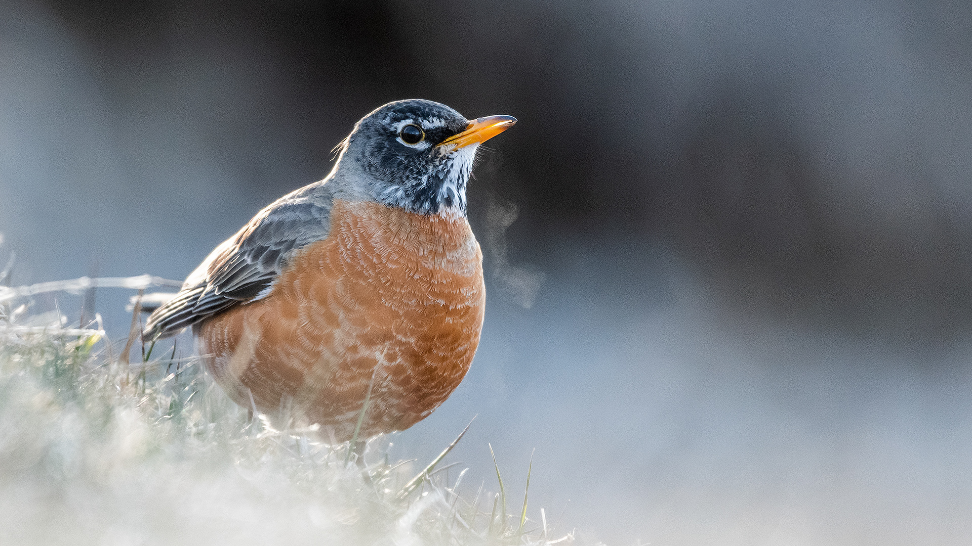 American Robin, on the early morning frosty grass, by the Bow River near Carburn Park, Calgary, AB