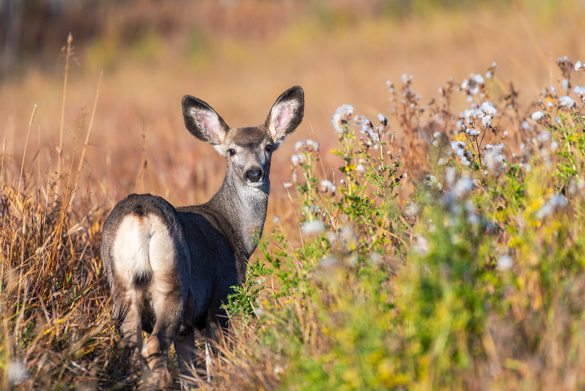 Mule deer at the Marshall Springs ponds in Fish Creek Provincial Park