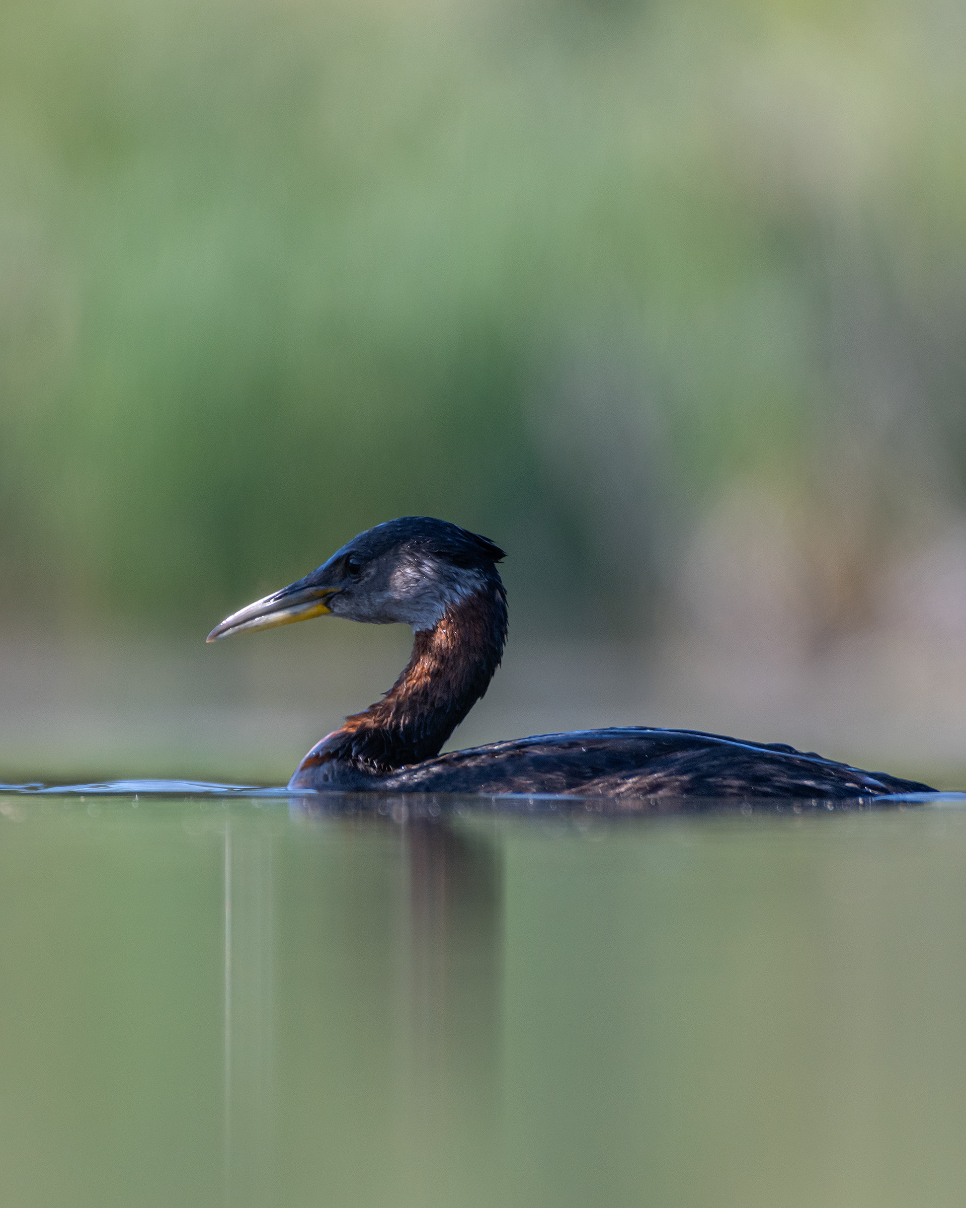 Red-necked Grebe, Marshall Springs ponds, Fish Creek Provincial Park, Calgary, AB