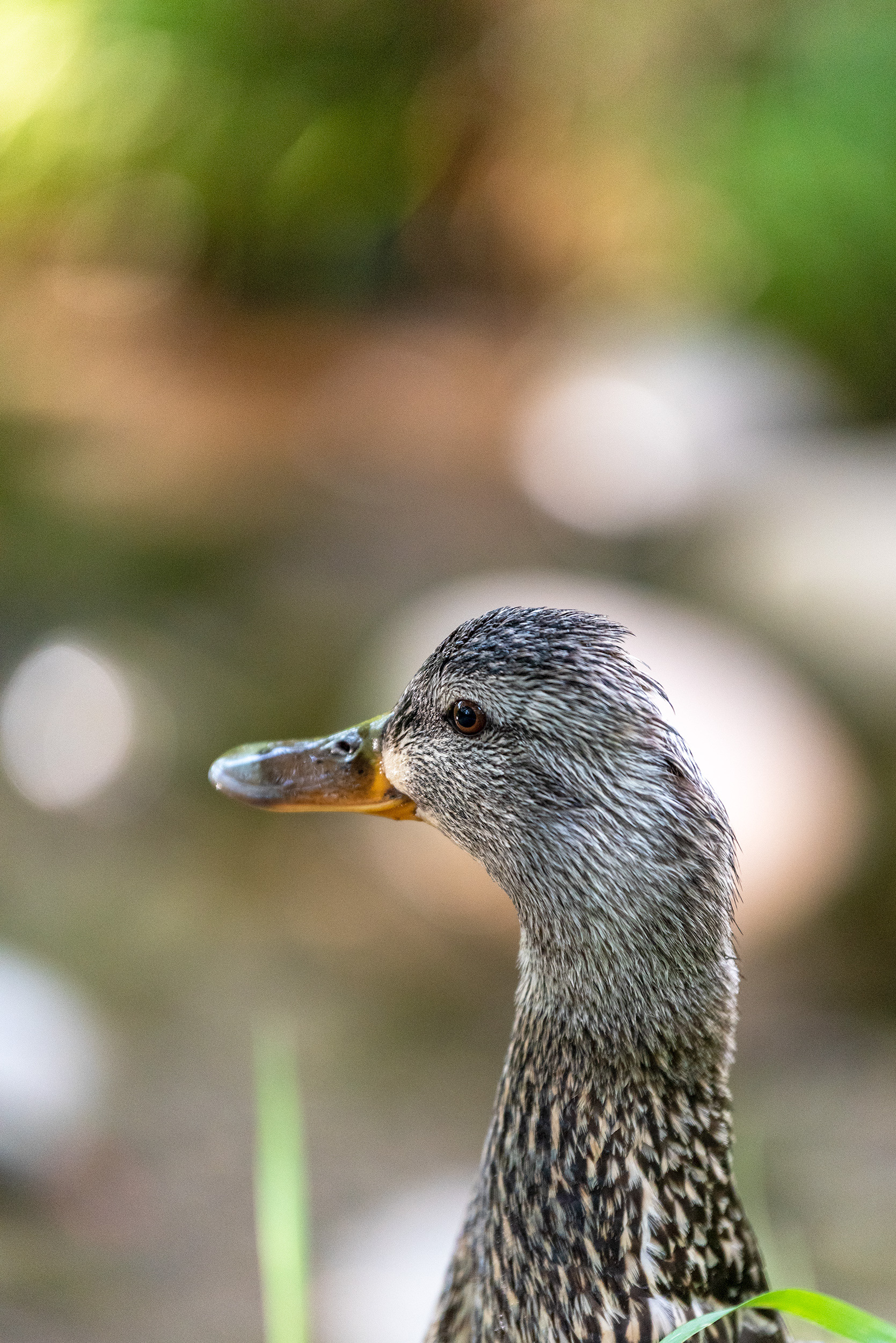 Mallard, Bridlewood Wetlands Park, Calgary, Alberta