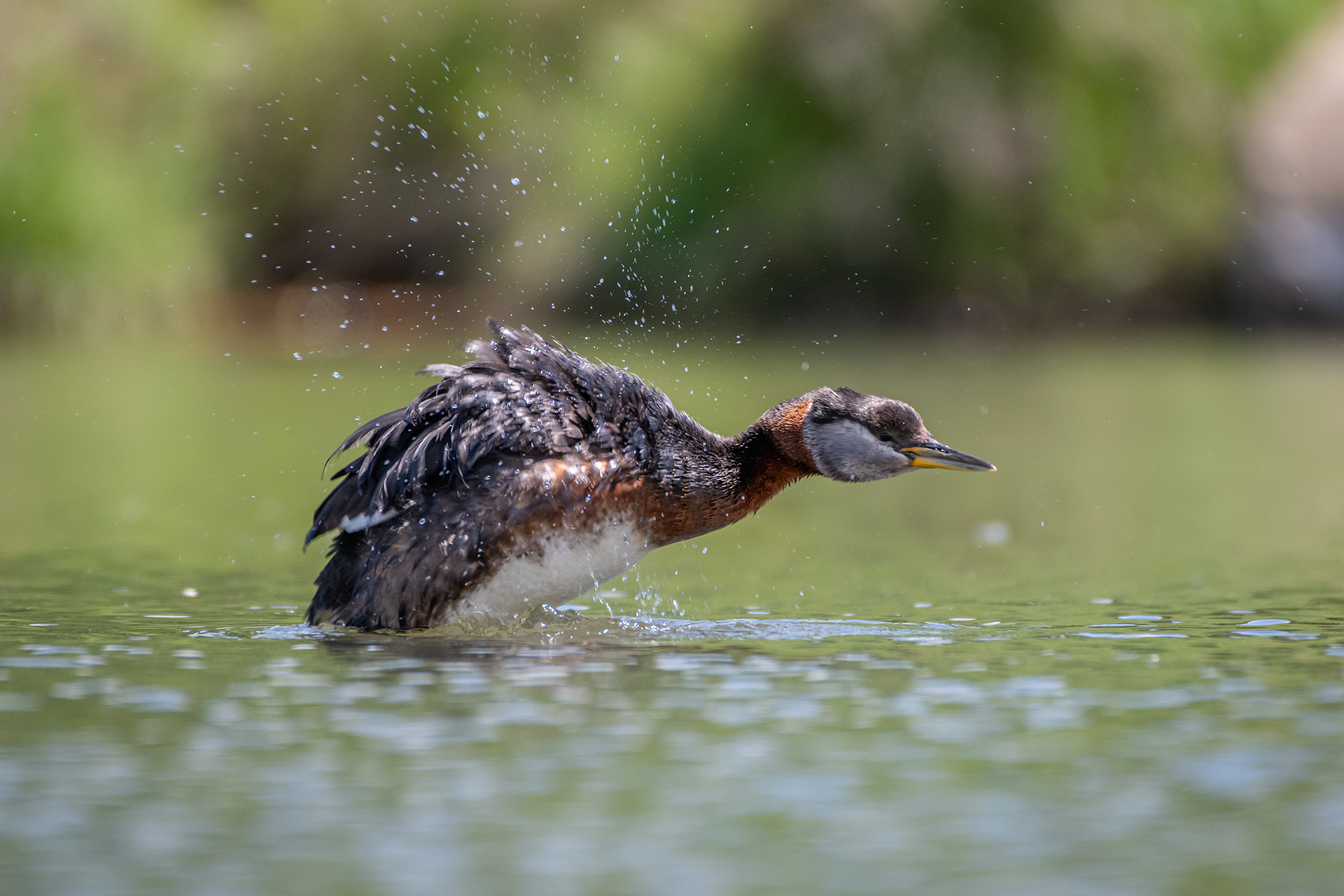 Red-necked Grebe, Marshall Springs ponds, Fish Creek Provincial Park, Calgary, AB