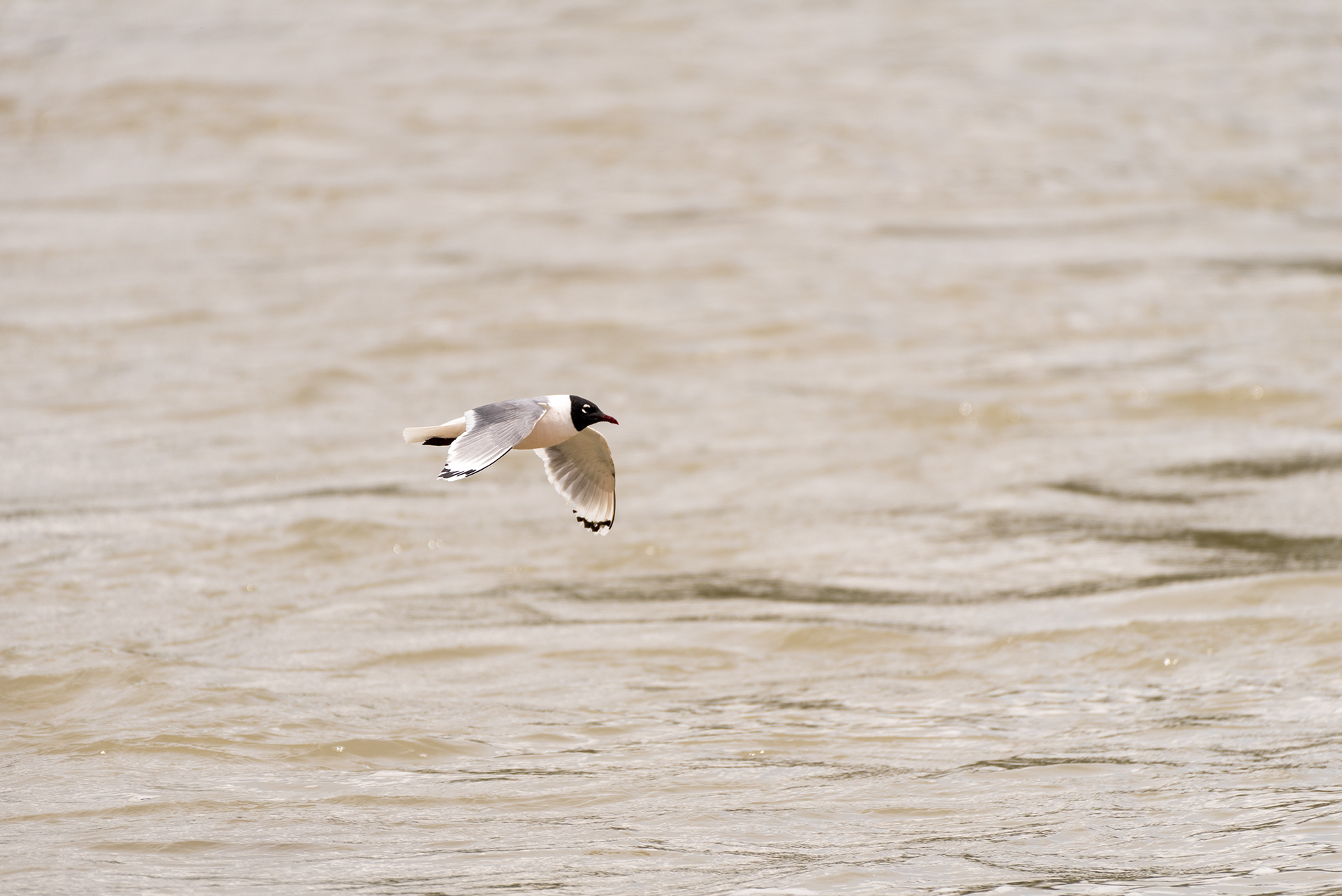 Franklin’s Gull, Fish Creek Wastewater Treatment Plant, Fish Creek Provincial Park, Bow River, Calgary, Alberta