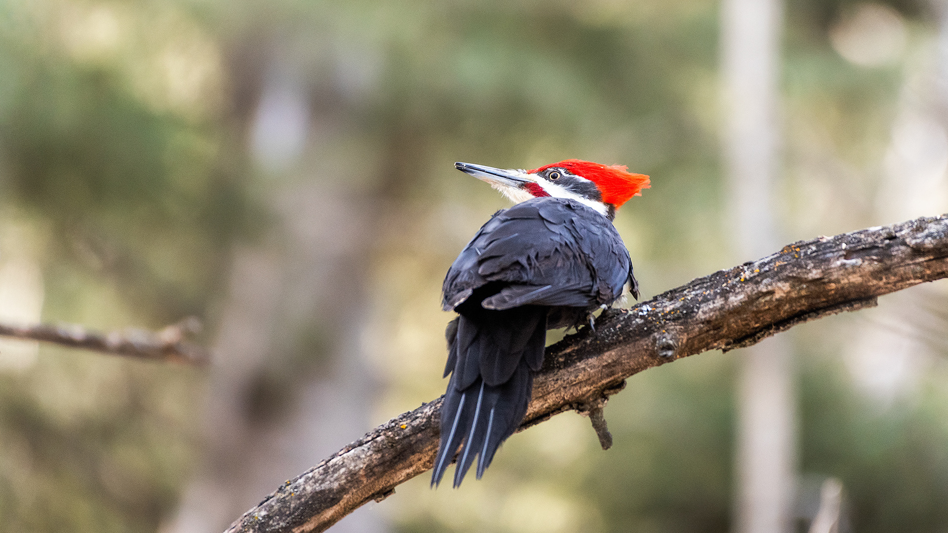 Pileated Woodpecker (male) near Marshall Springs in Fish Creek Provincial Park