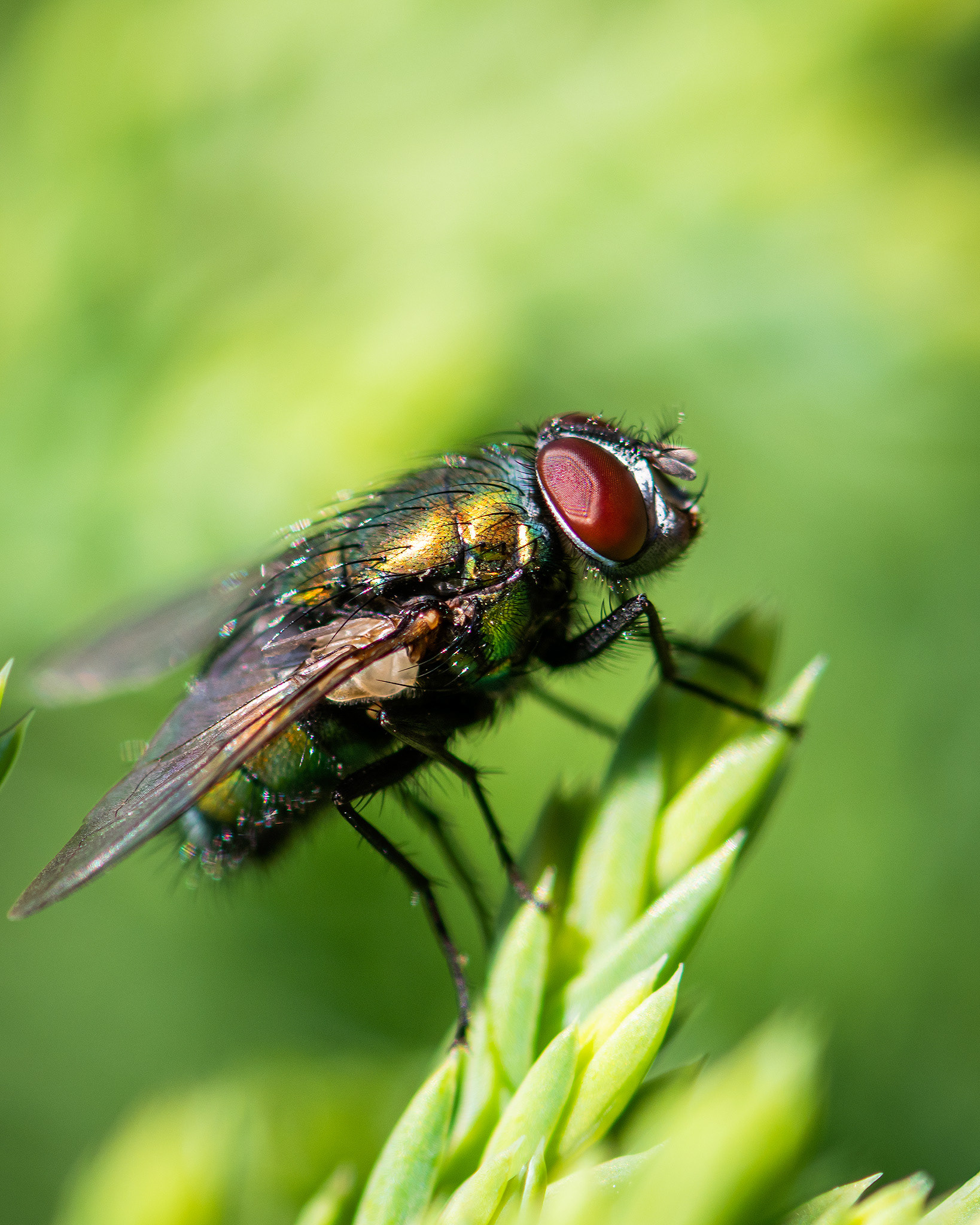 Fly, Bridlewood, Calgary, AB