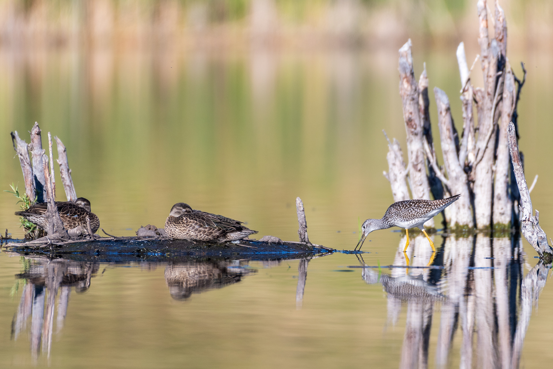 Greater Yellowlegs, and resting ducks, at the Marshall Springs ponds in Fish Creek Provincial Park