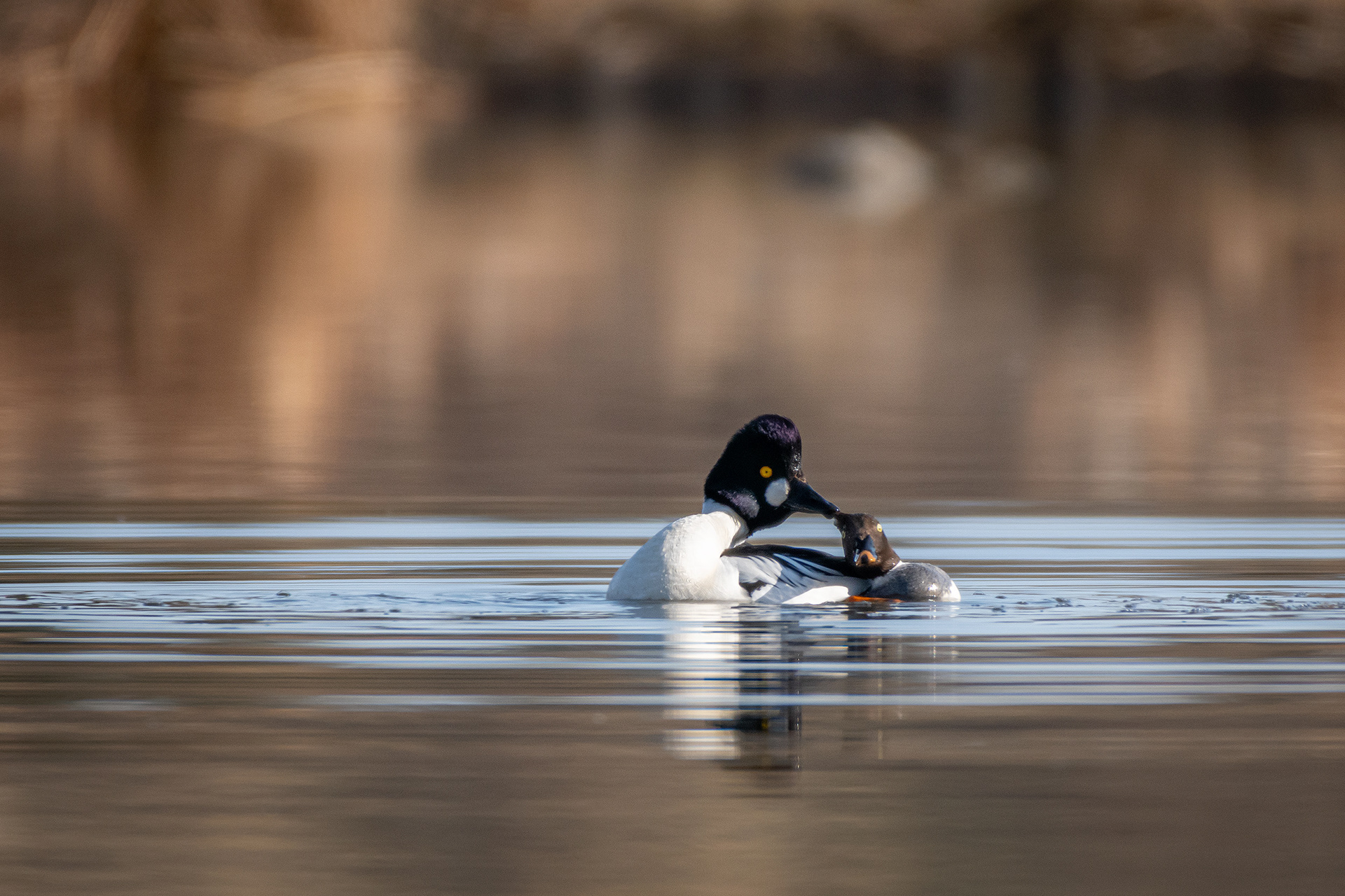 Common Goldeneye pair, Marshall Springs, Fish Creek Provincial Park, Calgary, AB