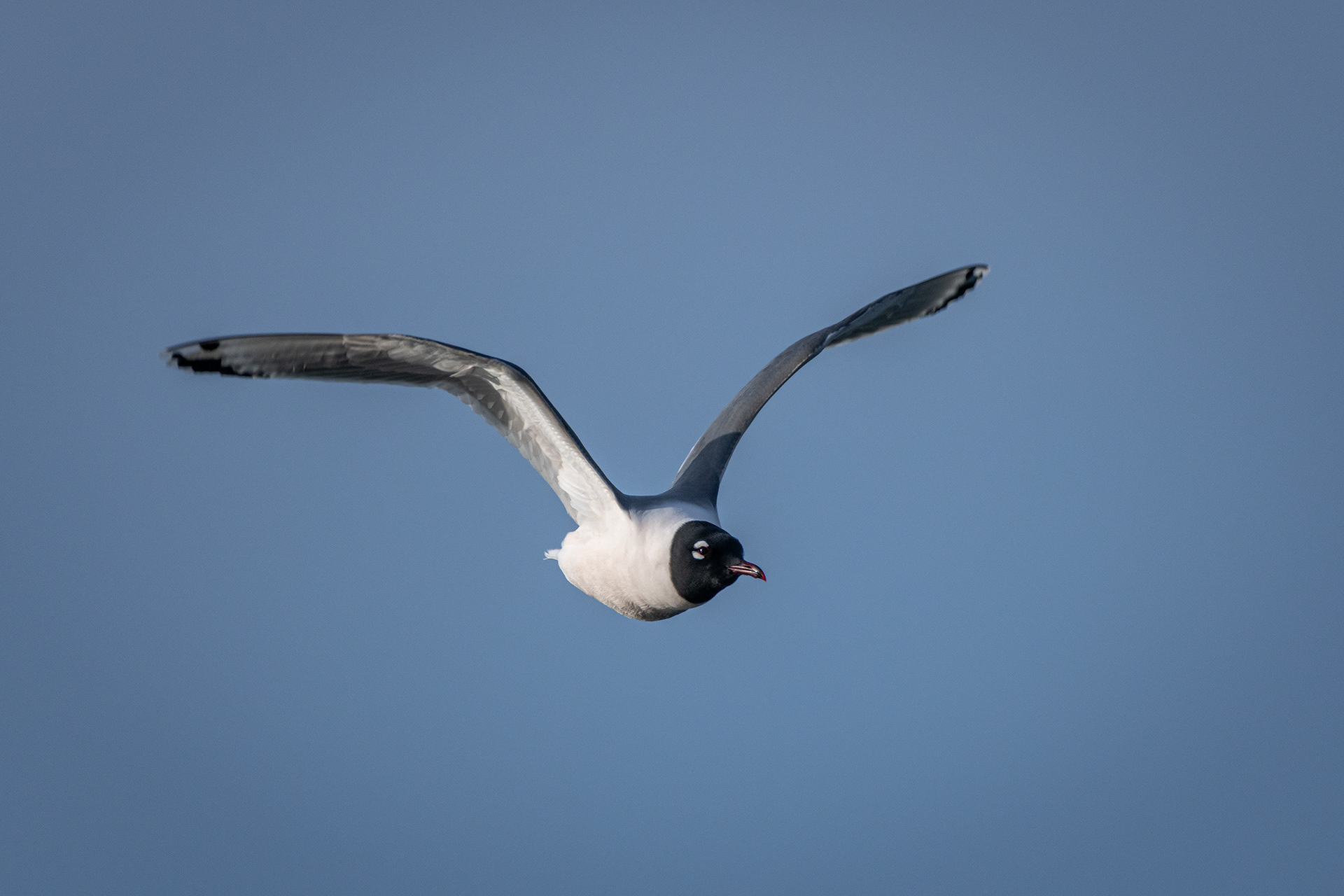 Franklin's Gull (in flight), Glenmore Reservoir, North Glenmore Park, Calgary, AB