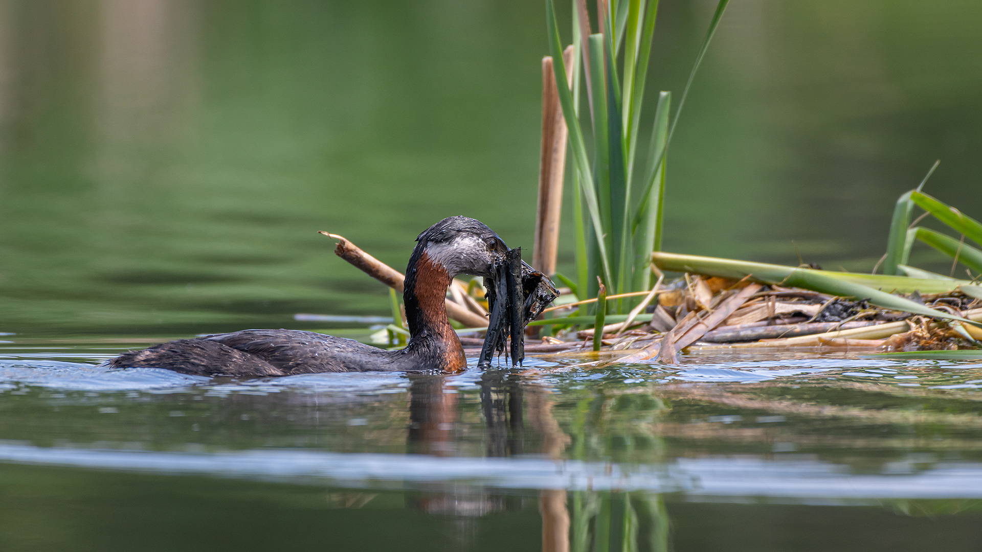 Red-necked Grebe, Marshall Springs ponds, Fish Creek Provincial Park, Calgary, AB