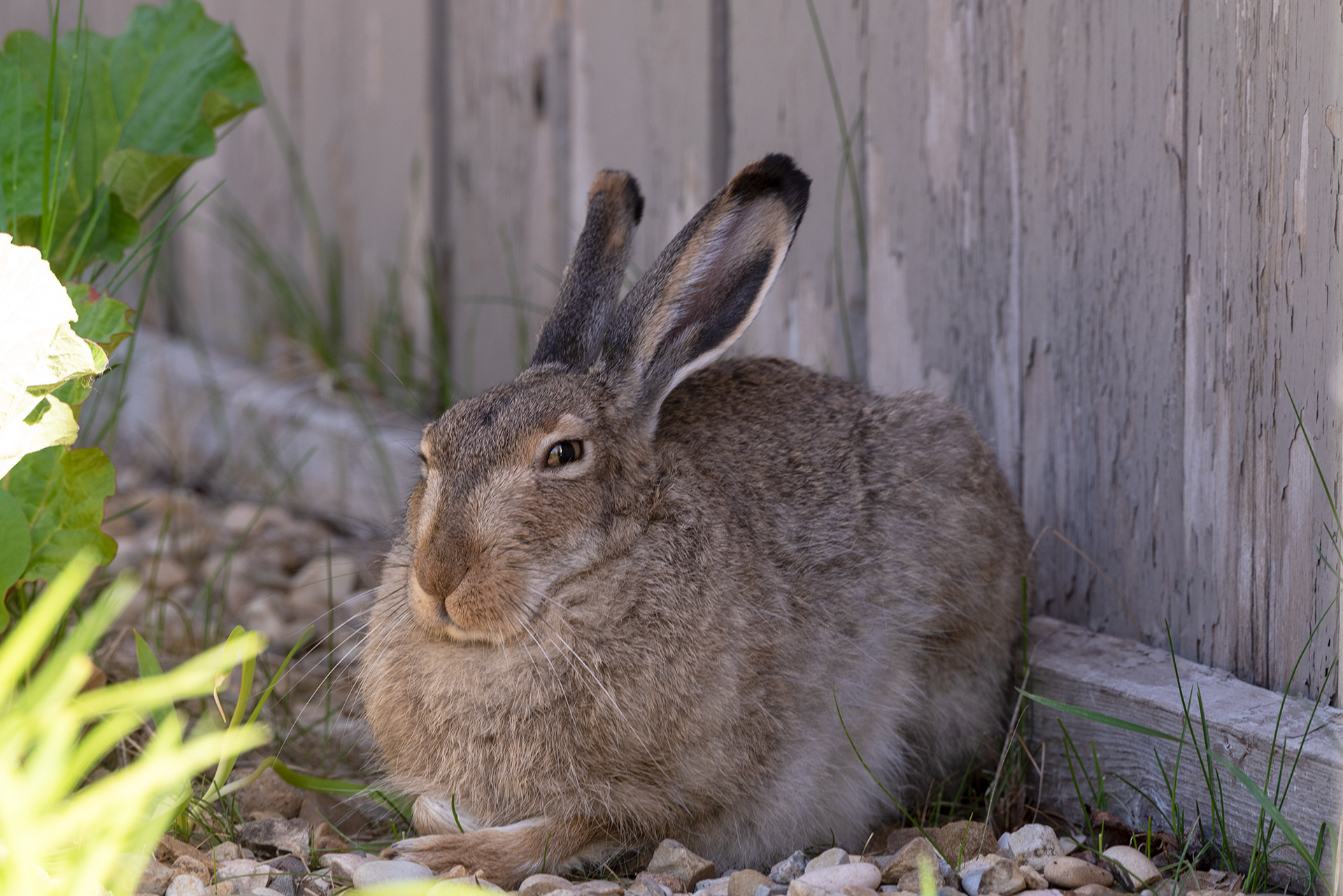 wild hare, Bridlewood, Calgary, Alberta