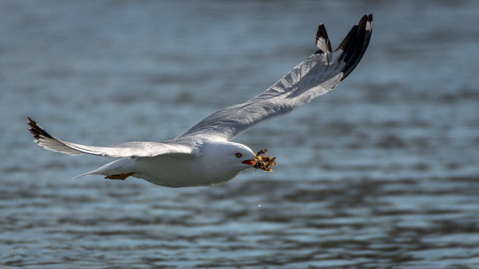 Ring-billed Gull (in flight) with a crayfish, near the Harvie Passage of the Bow River, Pearce Estate Park, Calgary, AB