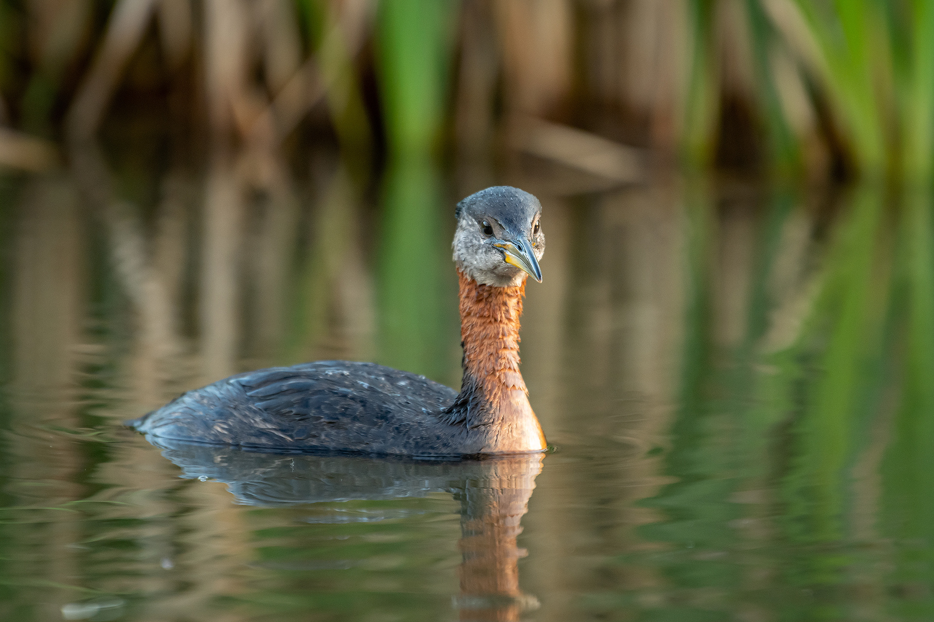 Red-necked Grebe, Marshall Springs ponds, Fish Creek Provincial Park, Calgary, AB