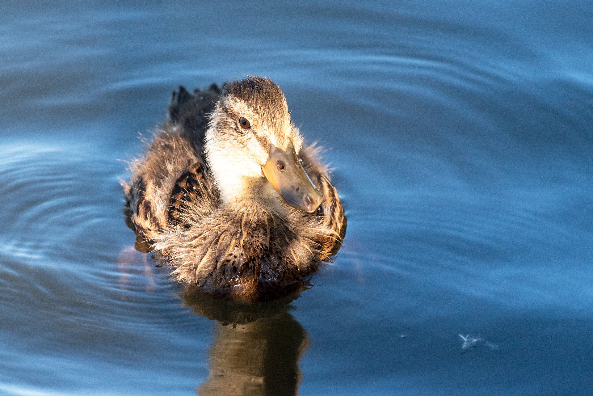 Mallard duckling