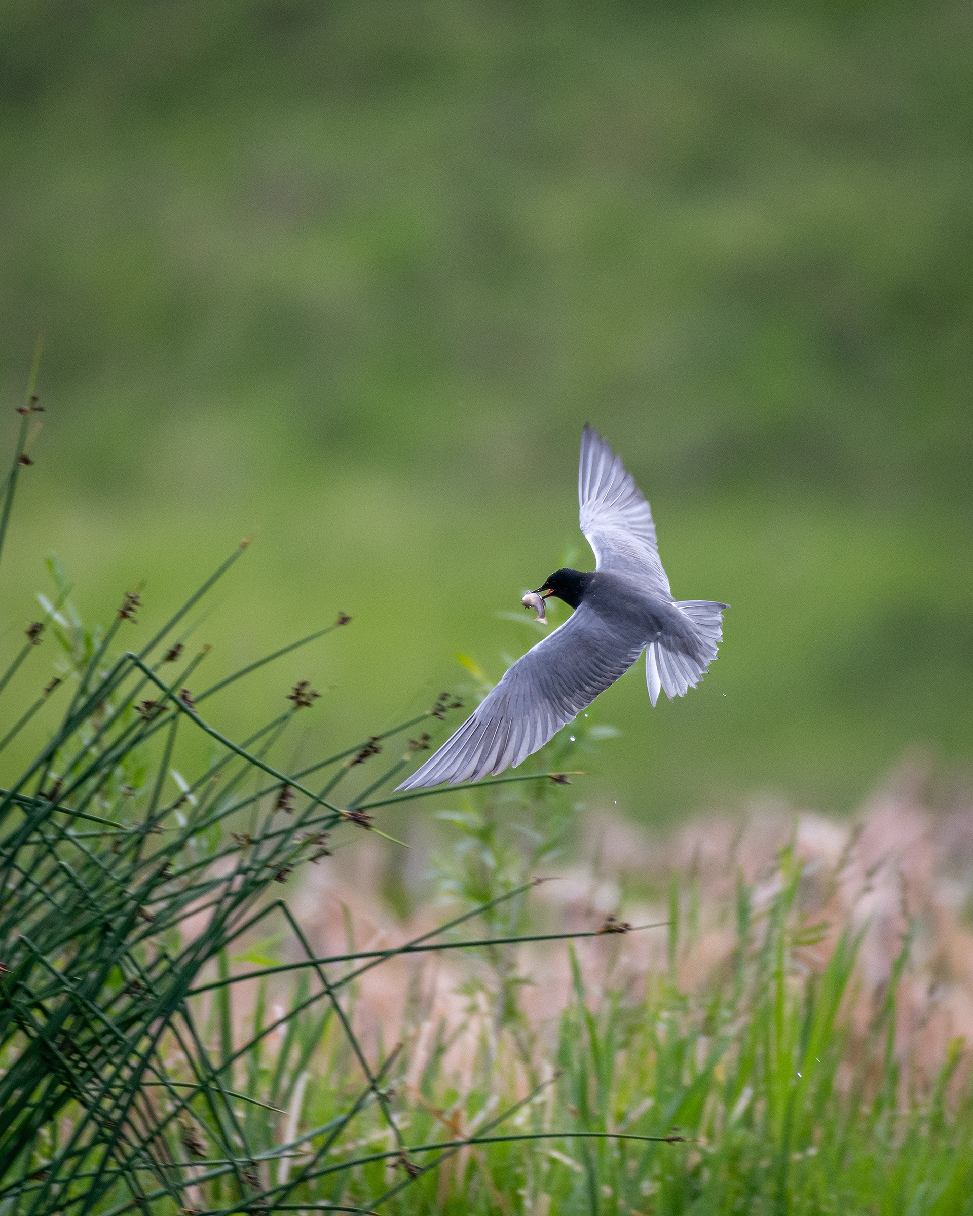 Black Tern (in flight) with a small fish, Marshall Springs ponds, Fish Creek Provincial Park, Calgary, AB