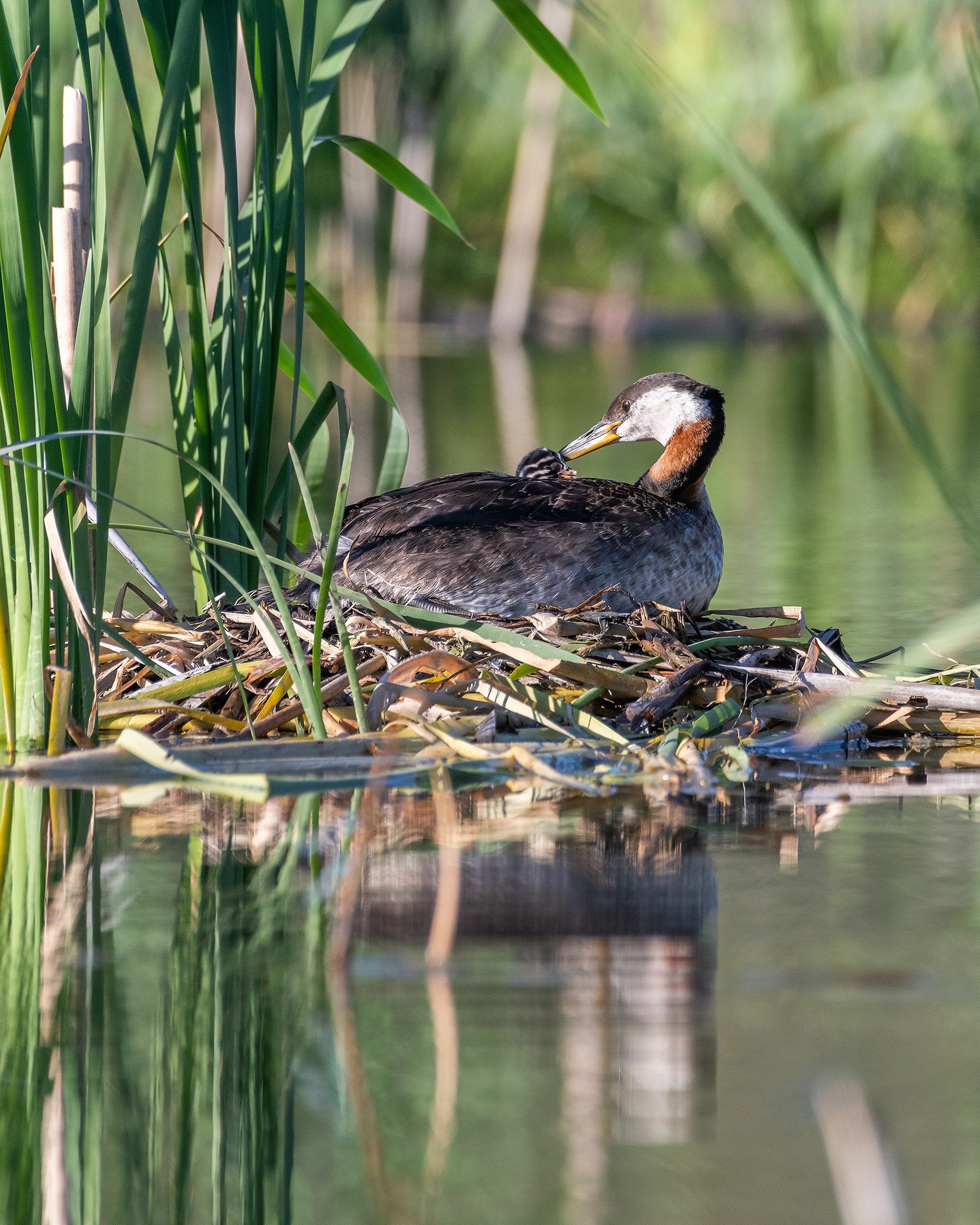 Red-necked Grebe (female) and her one day old chick at their nest, Marshall Springs - Fish Creek Prov. Park, Calgary, AB