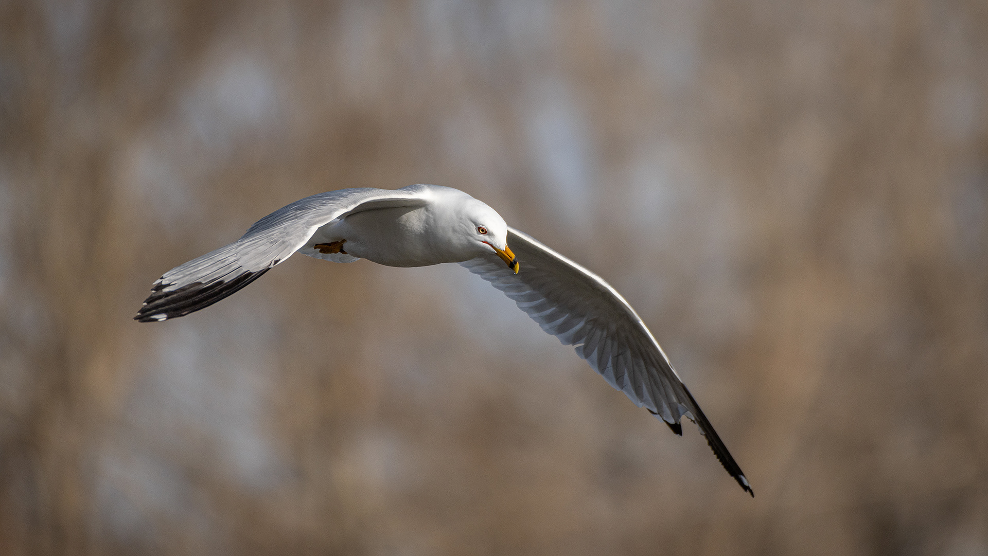 Ring-billed Gull (in flight), near the Harvie Passage of the Bow River, Pearce Estate Park, Calgary, AB