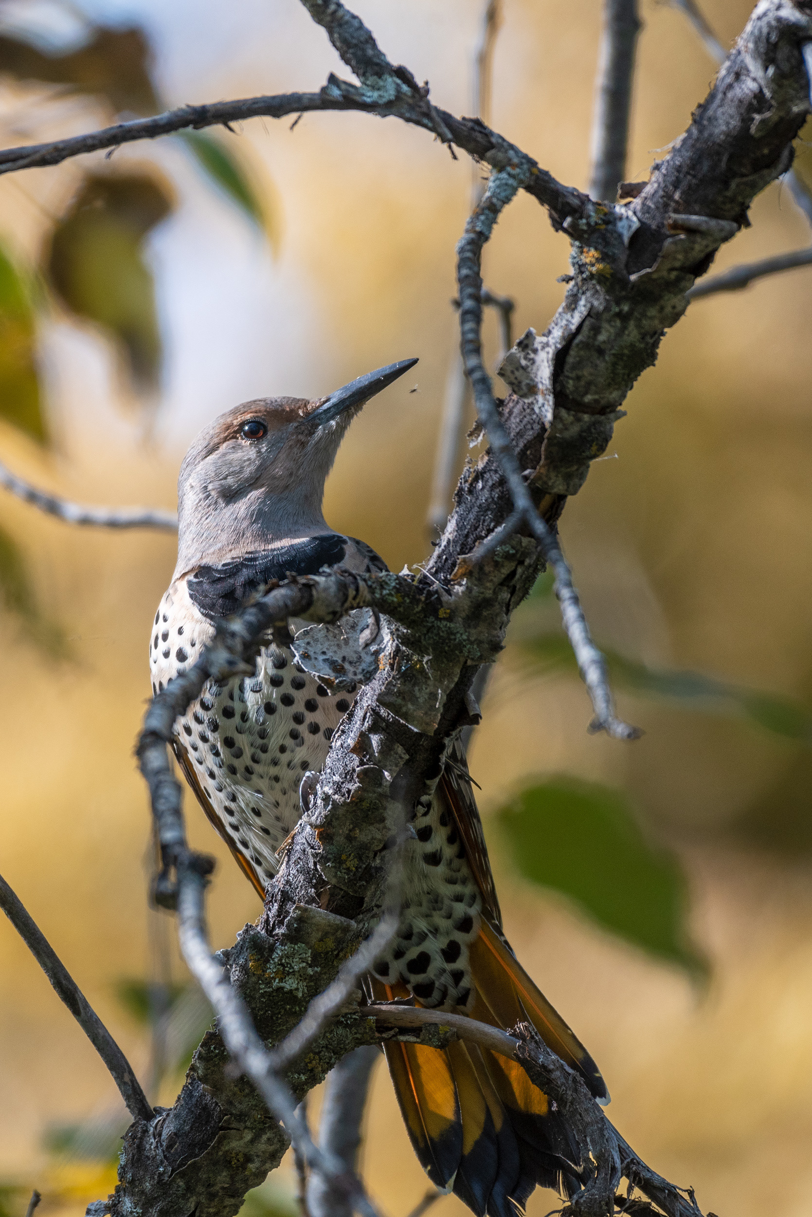 Northern Flicker, Fish Creek Provincial Park