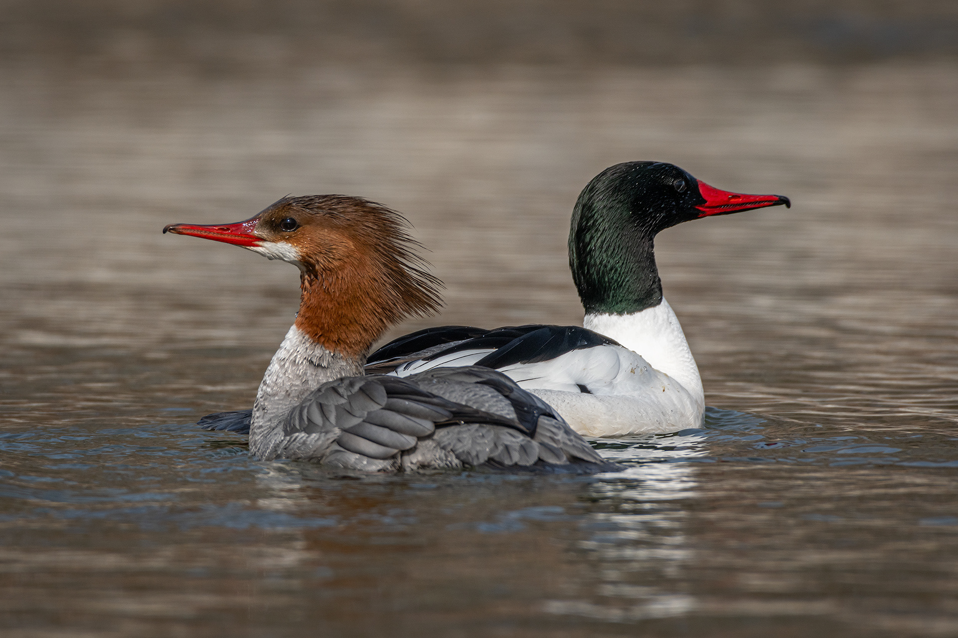 Common Merganser pair, near the Harvie Passage of the Bow River, Pearce Estate Park, Calgary, AB