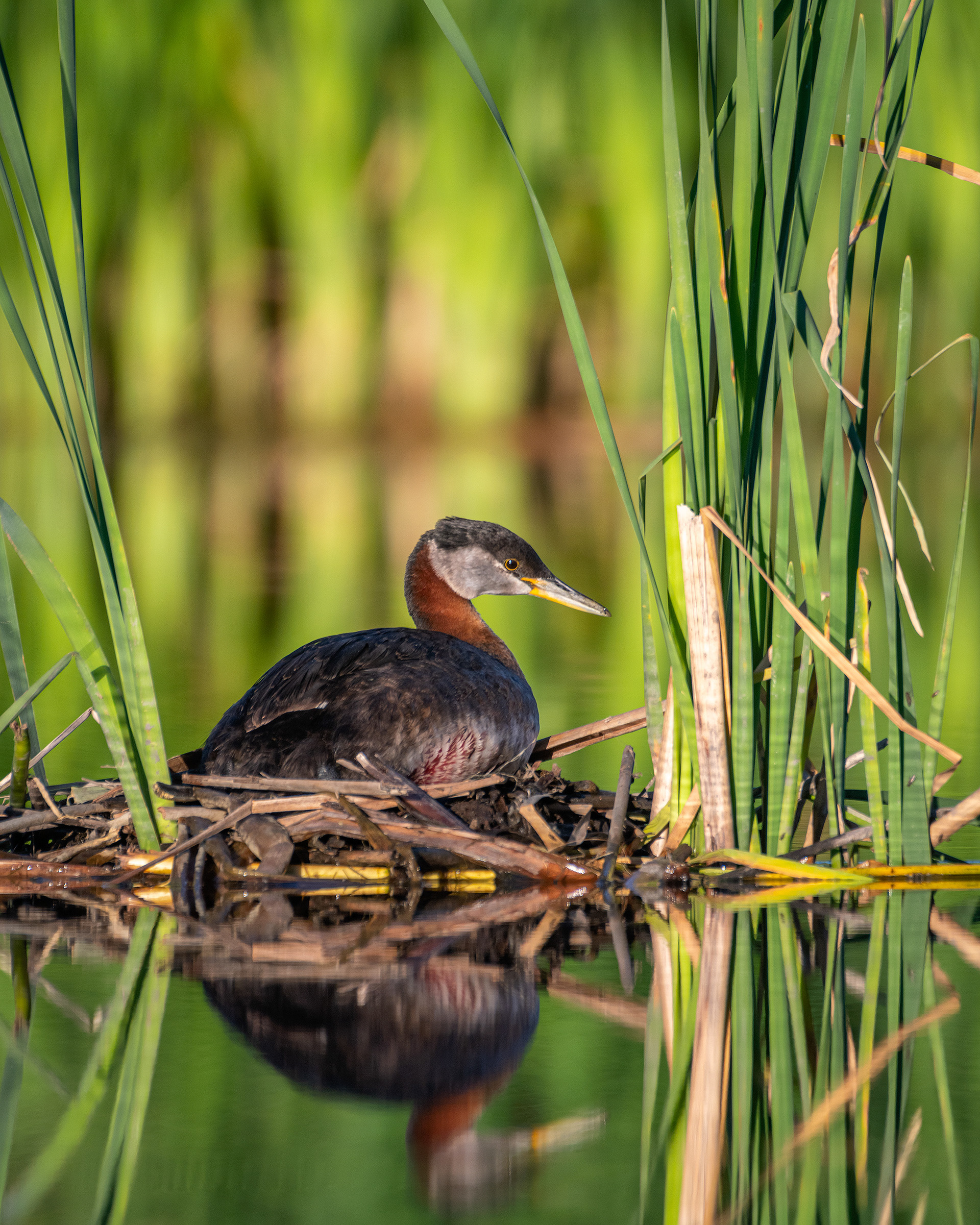 Red-necked Grebe, Marshall Springs ponds, Fish Creek Provincial Park, Calgary, AB